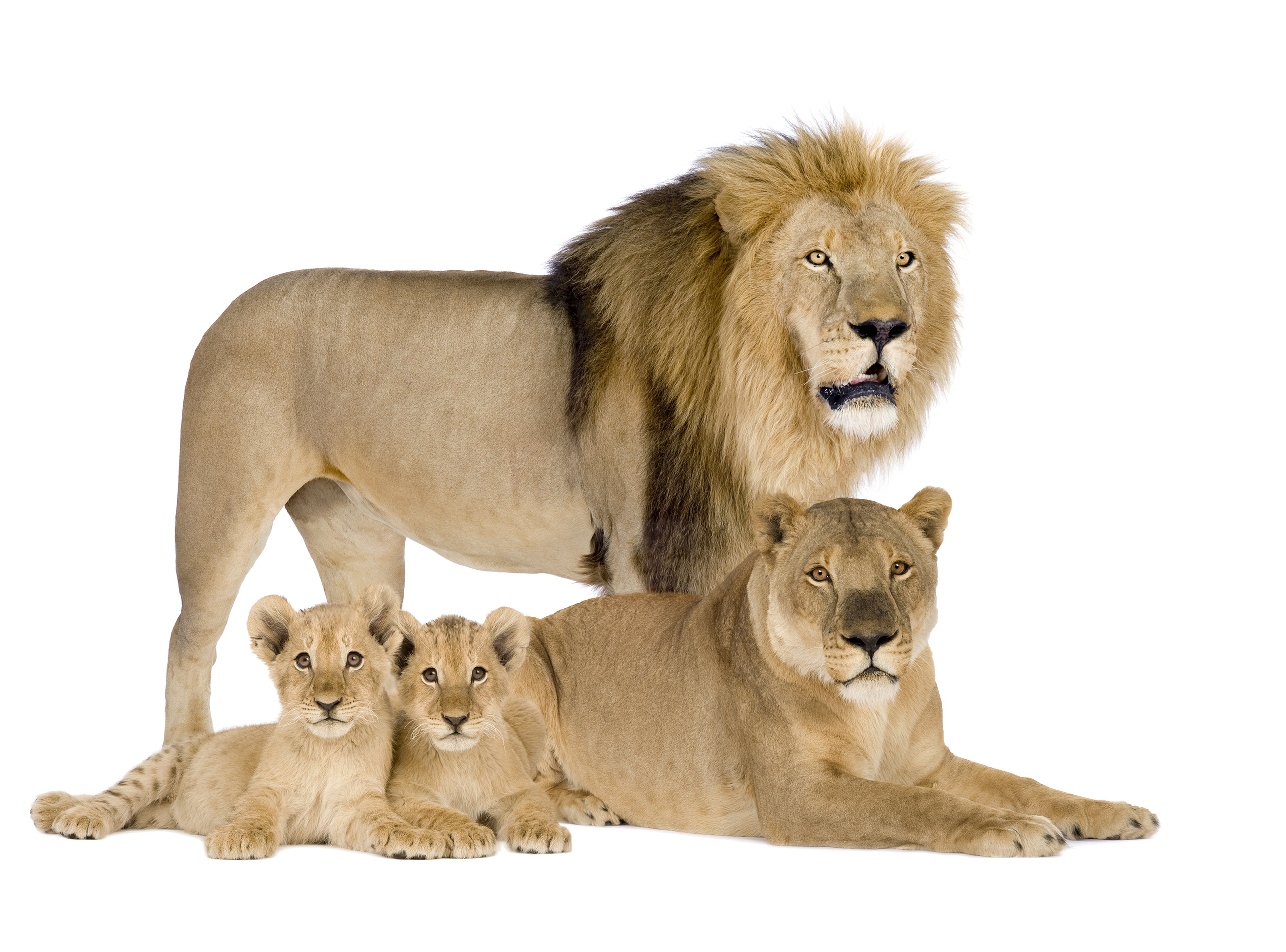 one Animal, big Cat, no People, male Animal, female Animal, brown, animal family, lioness, two animals, domestic animals, indoors, animals In The Wild, HD Wallpaper