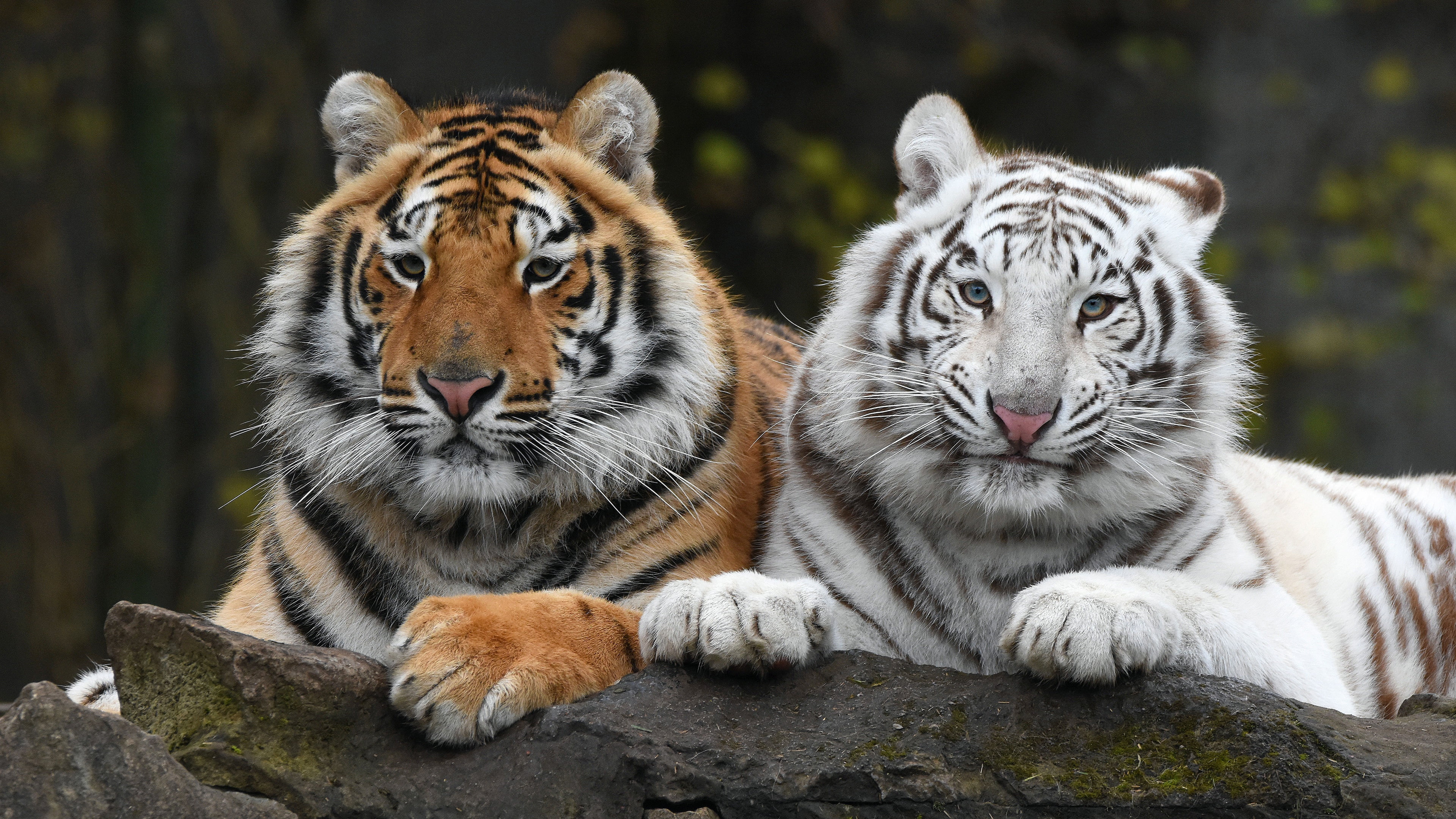 two, look, Duo, muzzle, 4K, lie, the dark background, white, tiger, portrait, two tigers, pair, tigers, HD Wallpaper