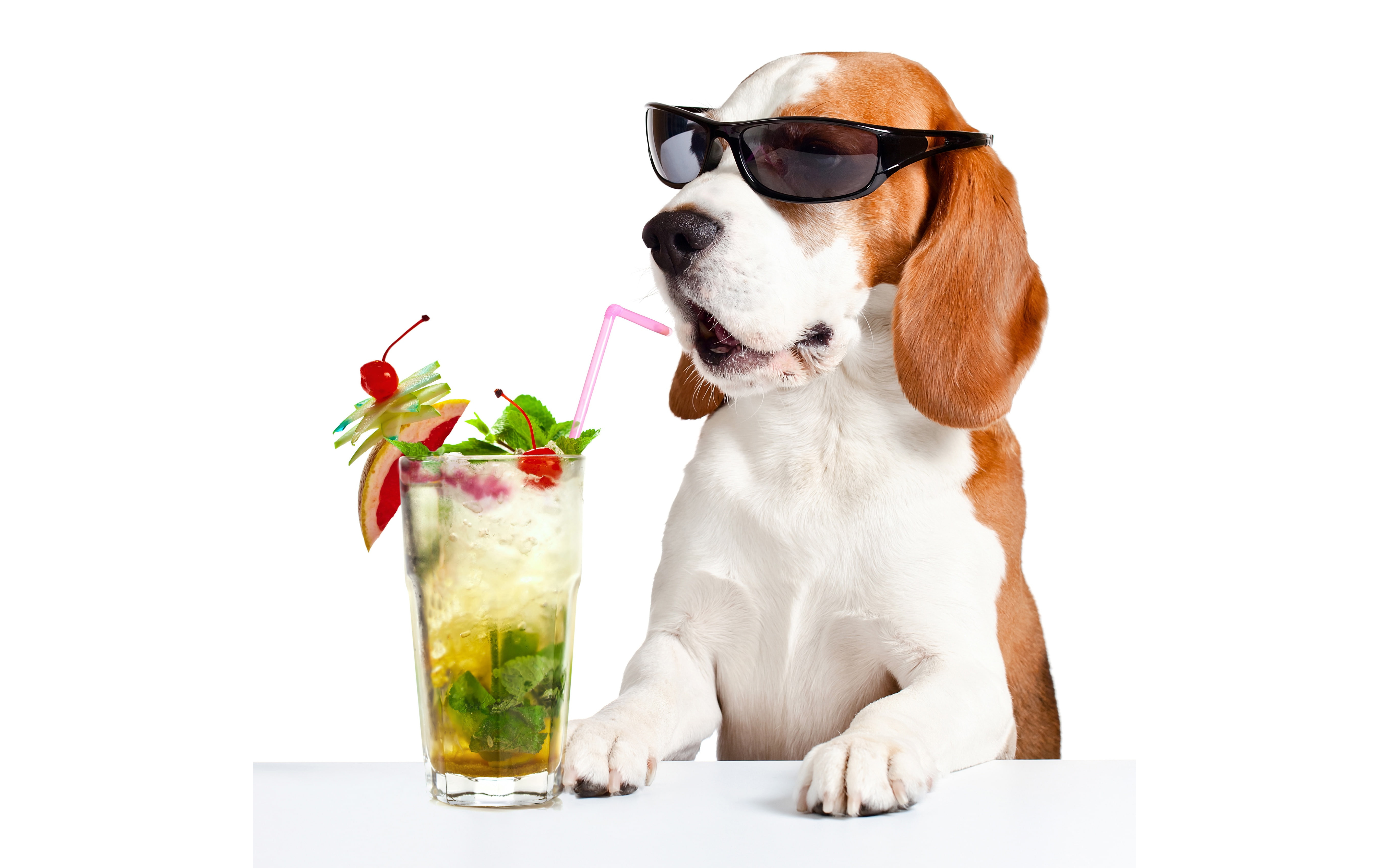 humor, paws, face, table, Basset hound, tube, glass, cocktail, white background, glasses, drink, 5K, HD Wallpaper