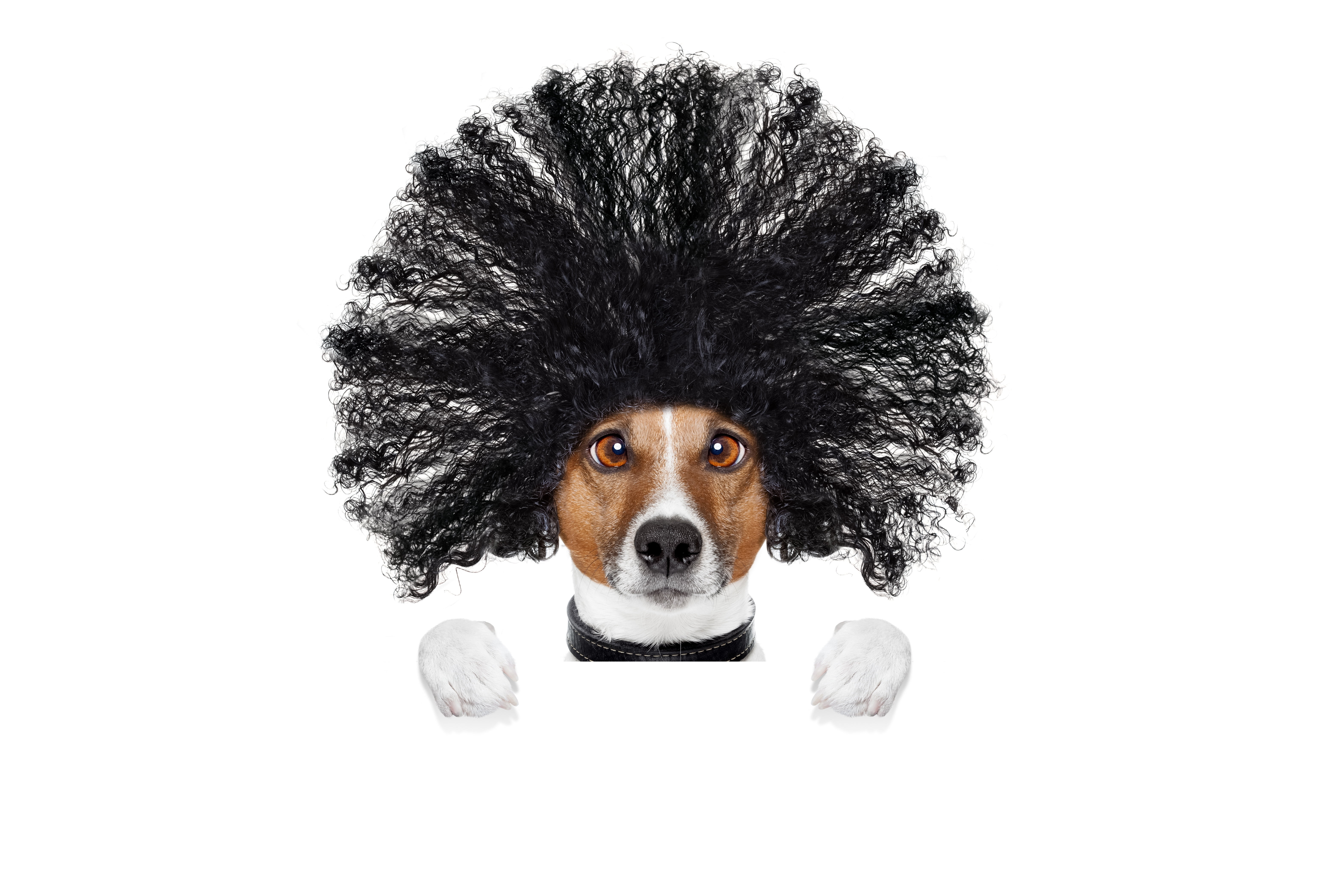 5K, humor, face, creative, Jack Russell Terrier, paws, hairstyle, hair, white background, HD Wallpaper