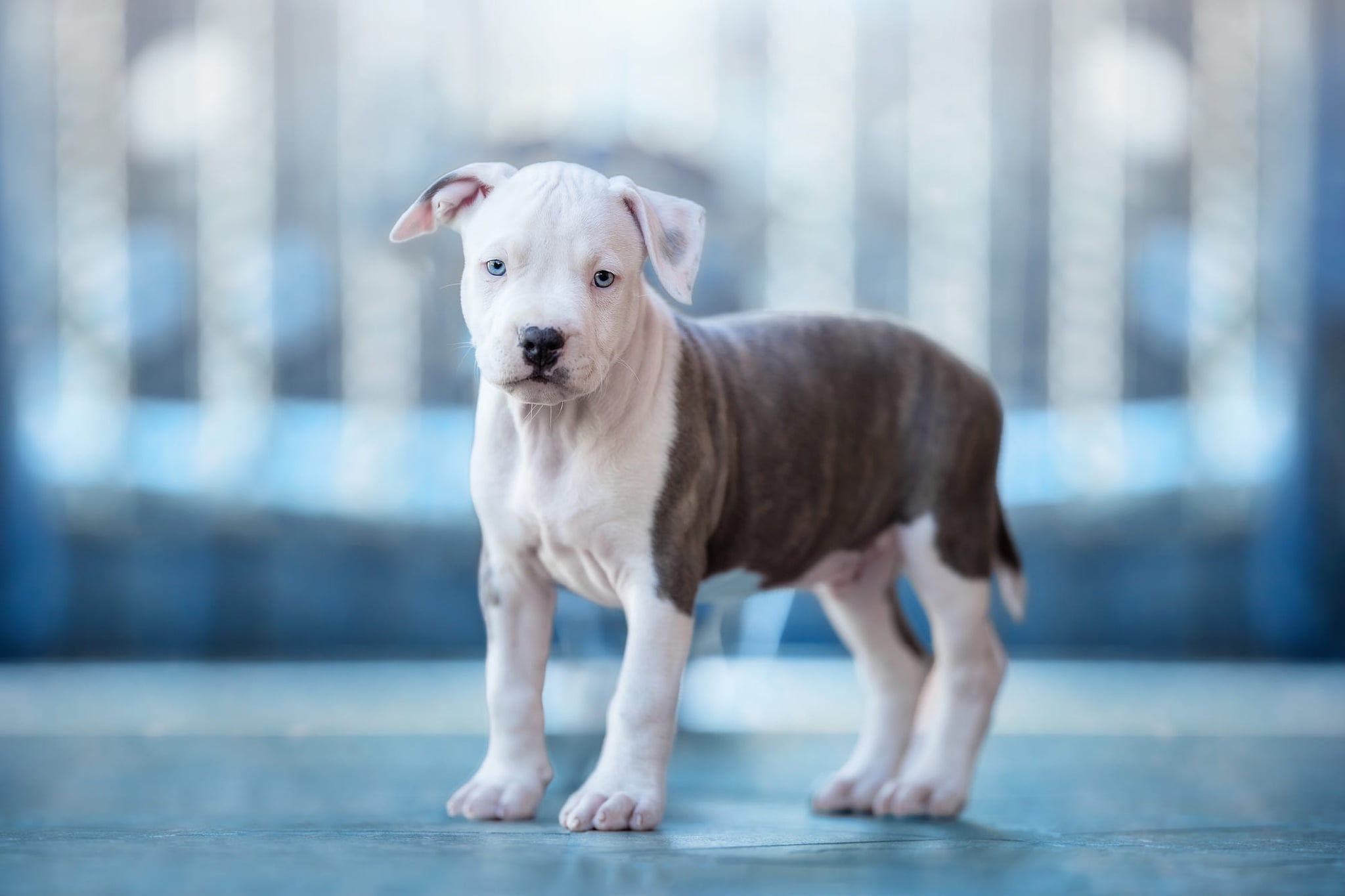 friendly, blue-eyed, look, blurred, bokeh, white with brown, adorable, pose, mood, American pit bull Terrier, face, is, background, the fence, 1080P, light, HD Wallpaper