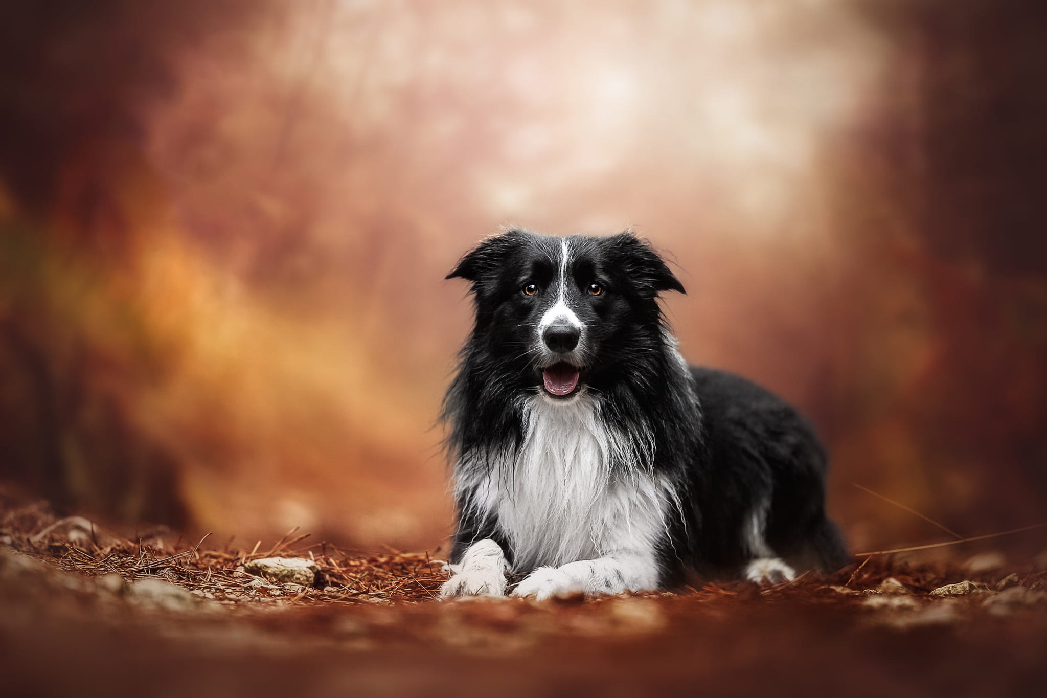 lies, trees, background, nature, dog, Park, forest, mood, walk, paws, autumn, light, blurred, black and white, Golden autumn, face, 1080P, look, portrait, HD Wallpaper