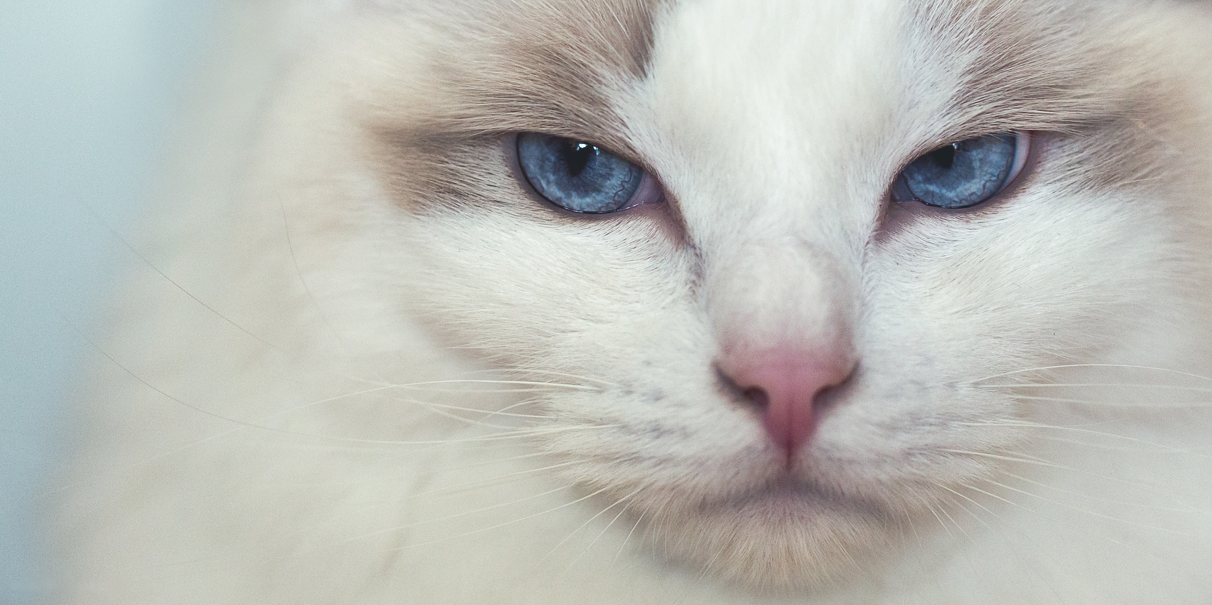 muzzle, Ragdoll, cat, blue eyes, 4K, look, HD Wallpaper