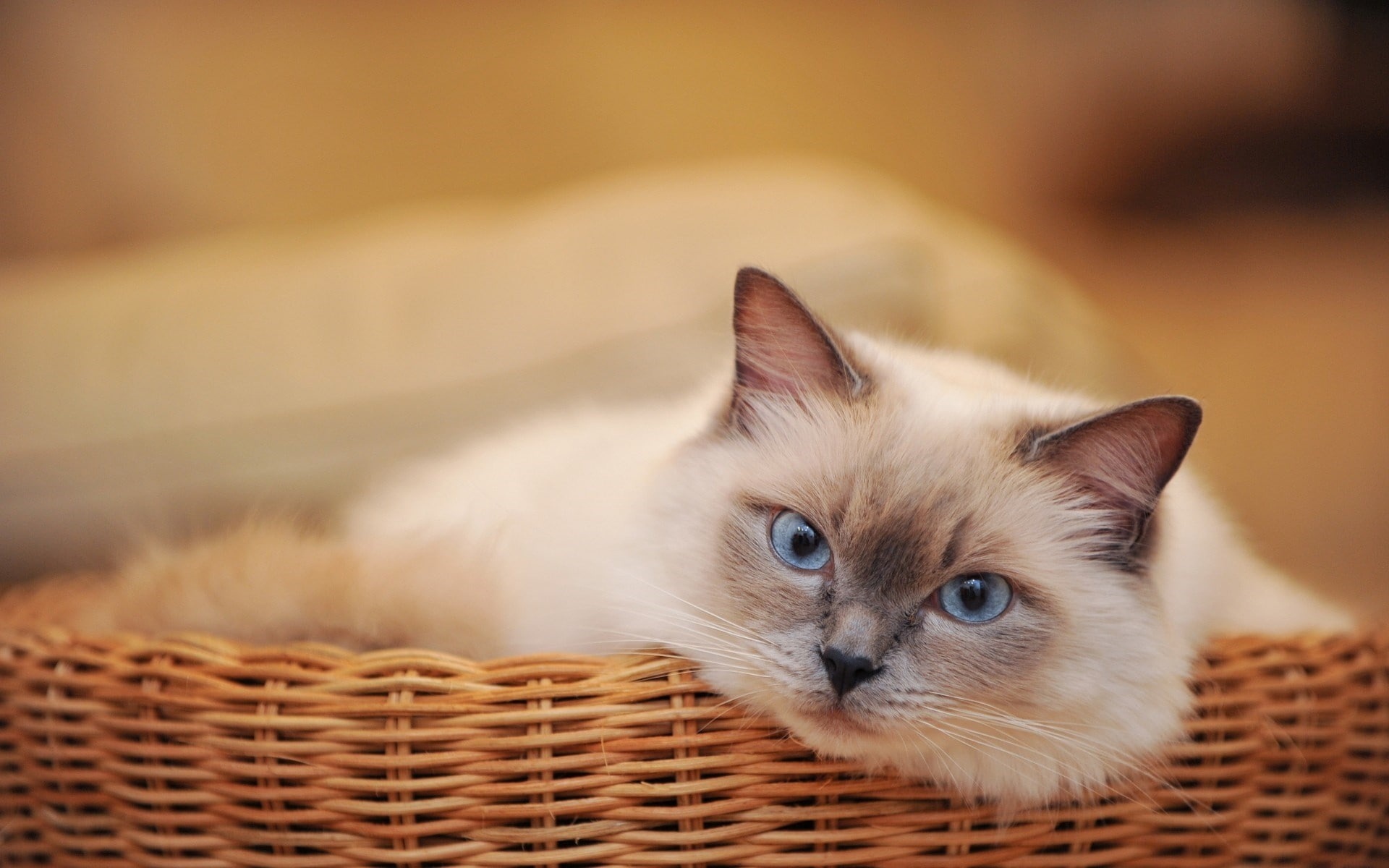 baskets, animals, cat, 1080P, blue eyes, HD Wallpaper