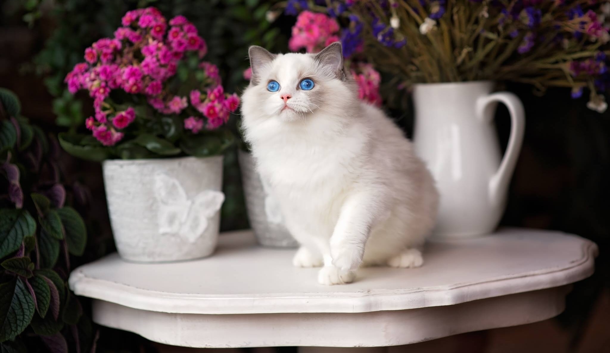 1080P, cat, Ragdoll, flowers, blue eyes, HD Wallpaper