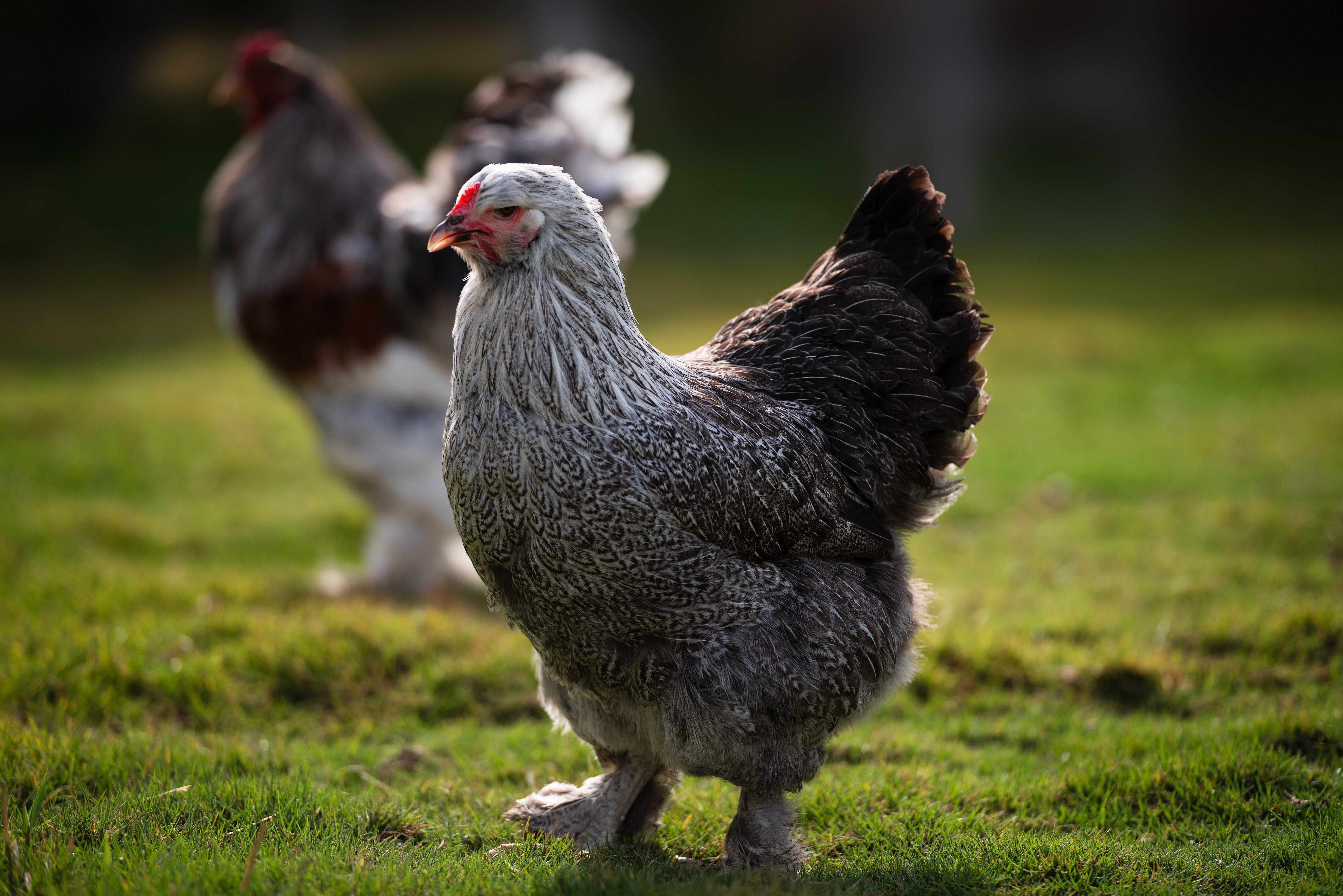 brahma, livestock, domestic, feathers, domestic animals, focus on foreground, nature, hen, group of animals, mammal, chicken - bird, hen chick natural, HD Wallpaper