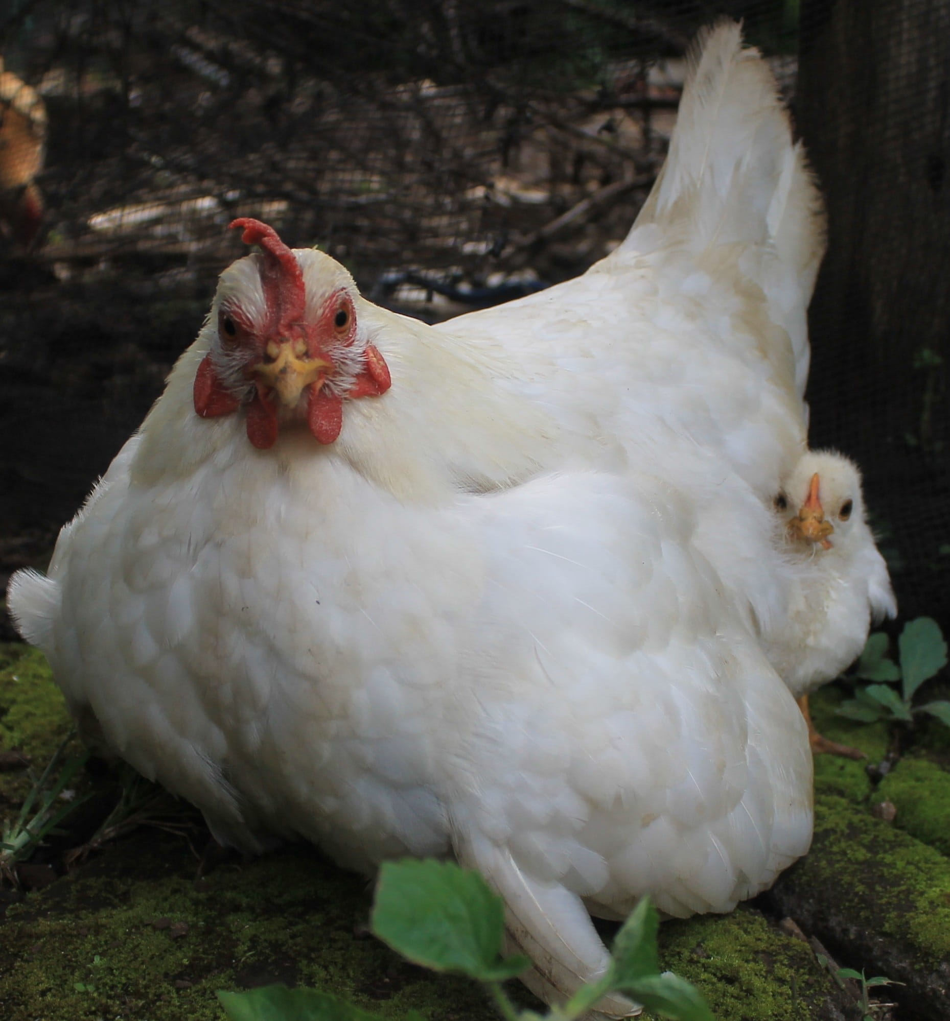 chicken Coop, food, 1080P, chicken - Bird, chicken, animal themes, vertebrate, one animal, mammal, bird, nature, land, white hen, day, no people, plant, Phone HD Wallpaper