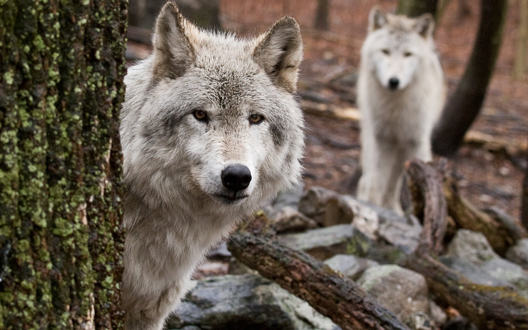 portrait, snow, gray Wolf, winter, dog, focus on foreground, carnivore, two, nature, day, predator, wood, peep, wildlife, hunting, no People, animal Themes, HD Wallpaper
