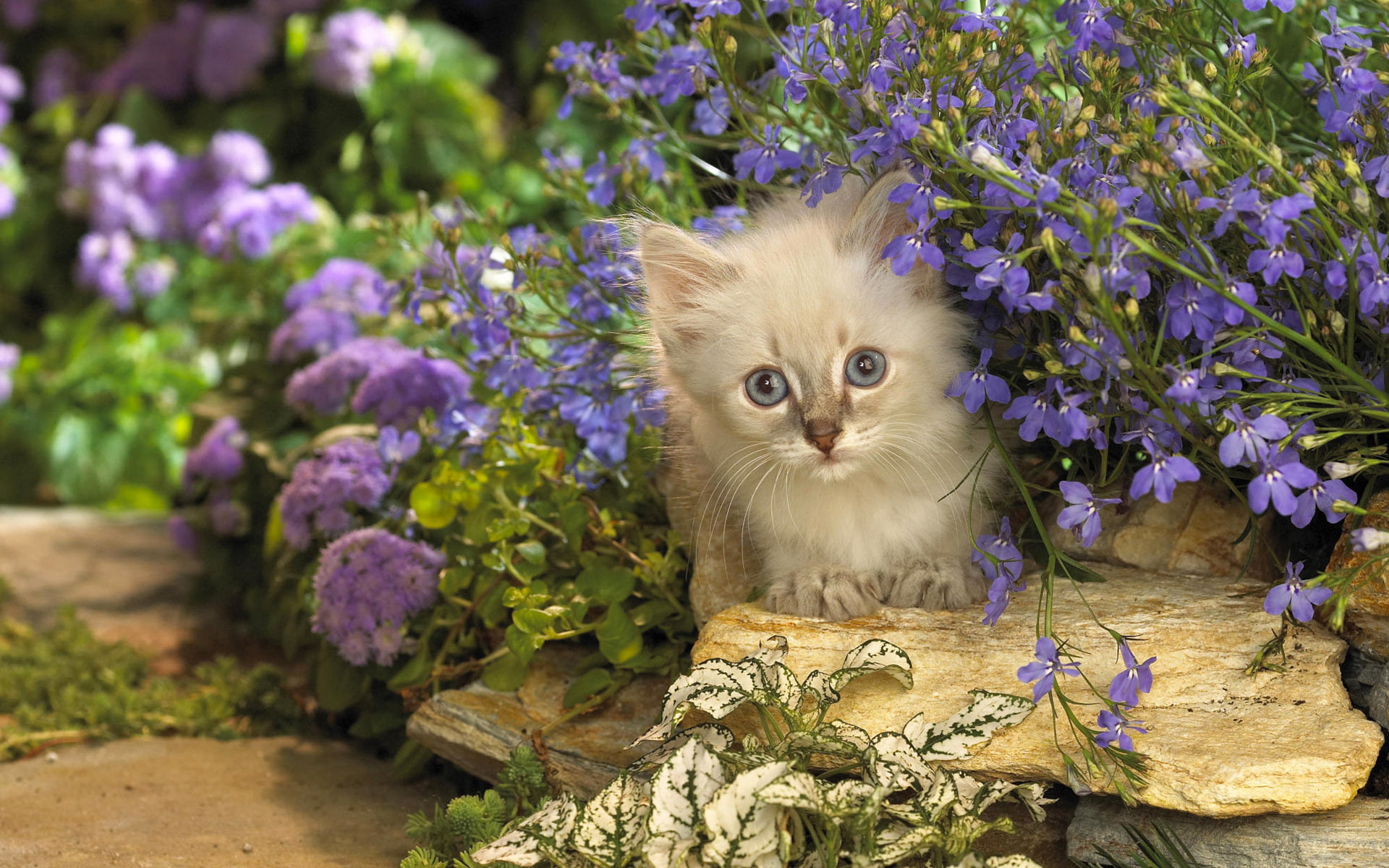 looking, mammal, long, kitten, feline, lilac, plant, tabby, flowers, domestic Animals, day, whisker, cat, grass, animal Eye, flowering plant, portrait, HD Wallpaper