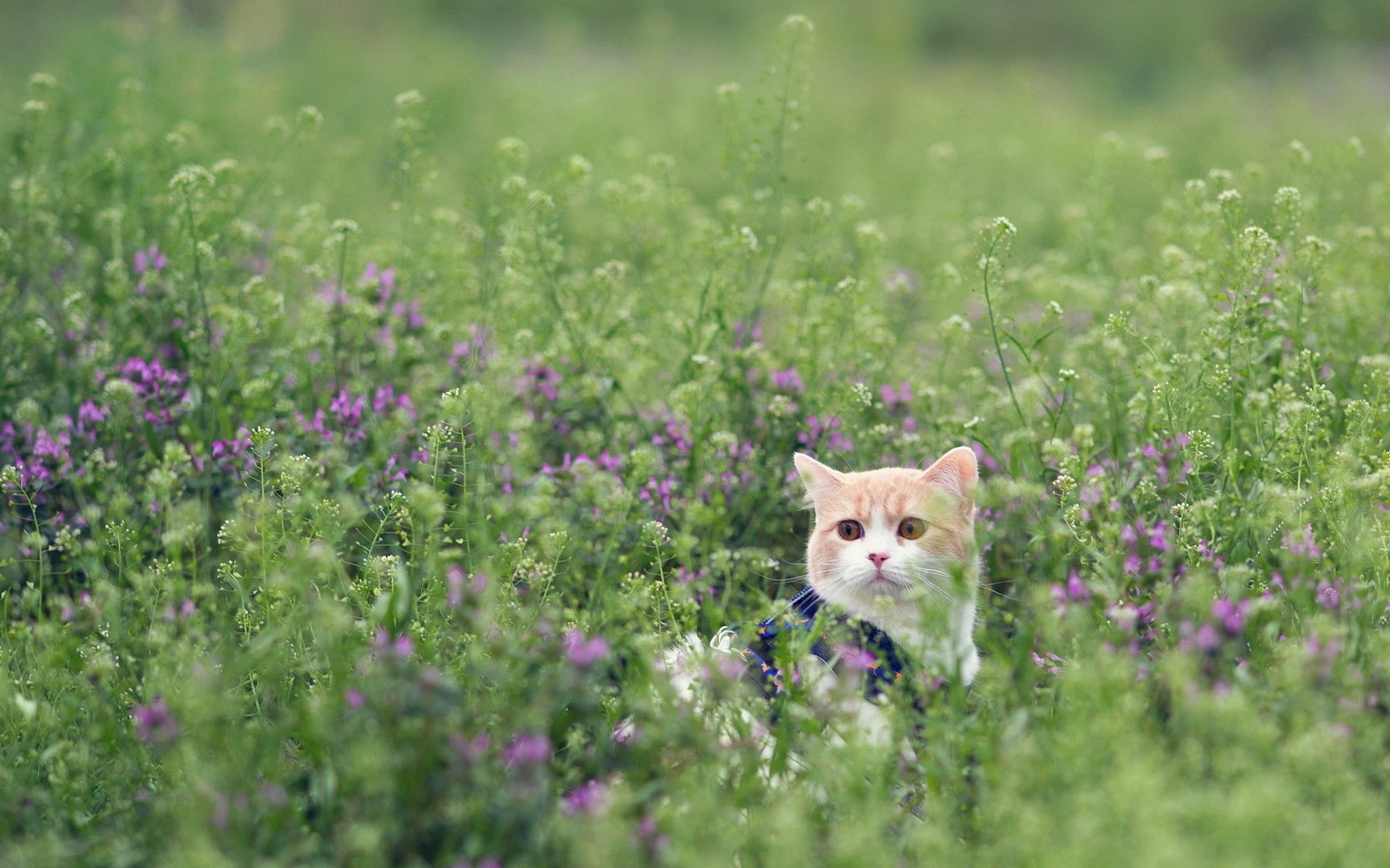 peeps, 1080P, cat, grass, HD Wallpaper