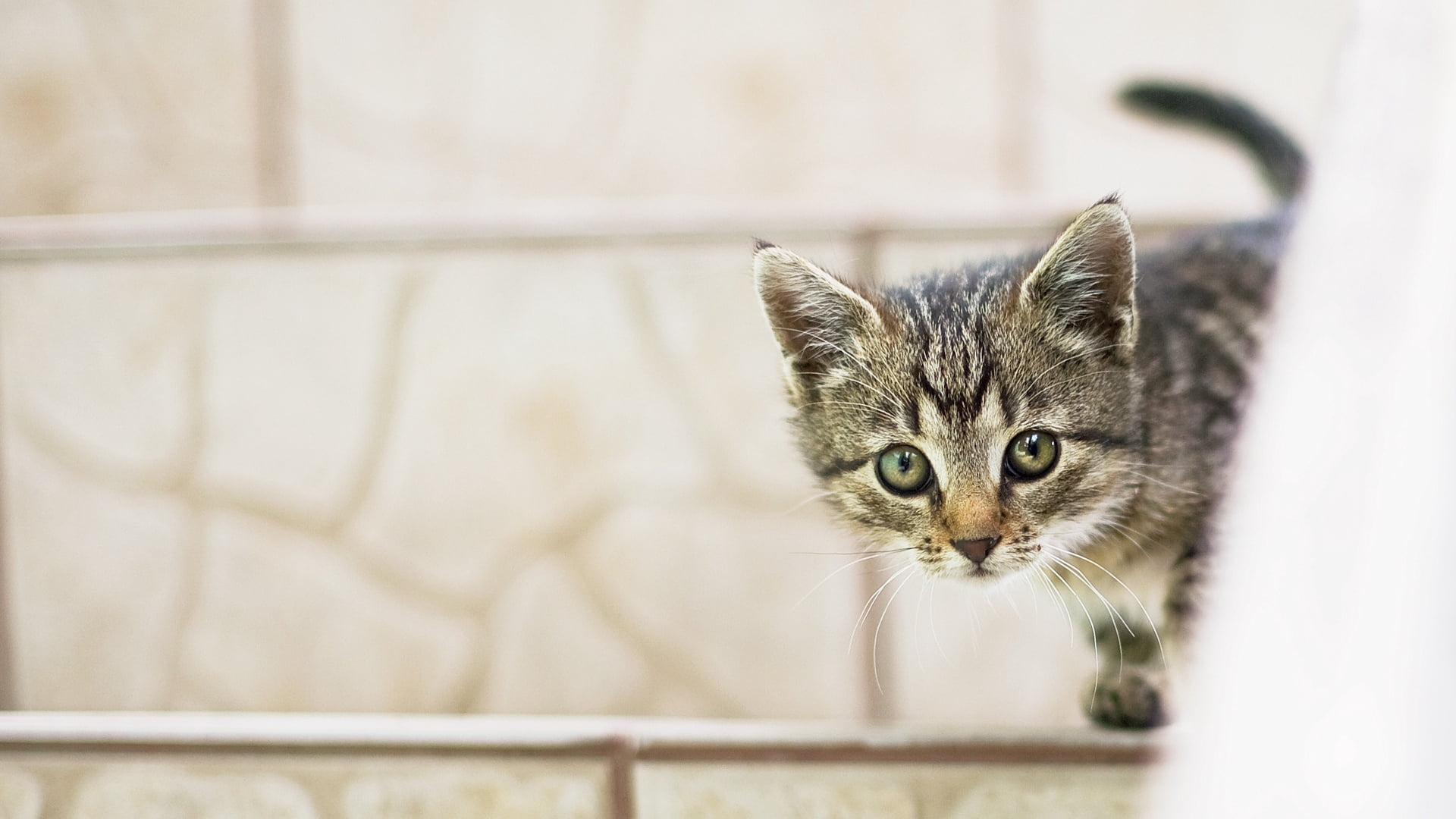 feline, young animal, kitten, vertebrate, indoors, one animal, animal themes, selective focus, looking at camera, animal head, baby, no people, portrait, HD Wallpaper