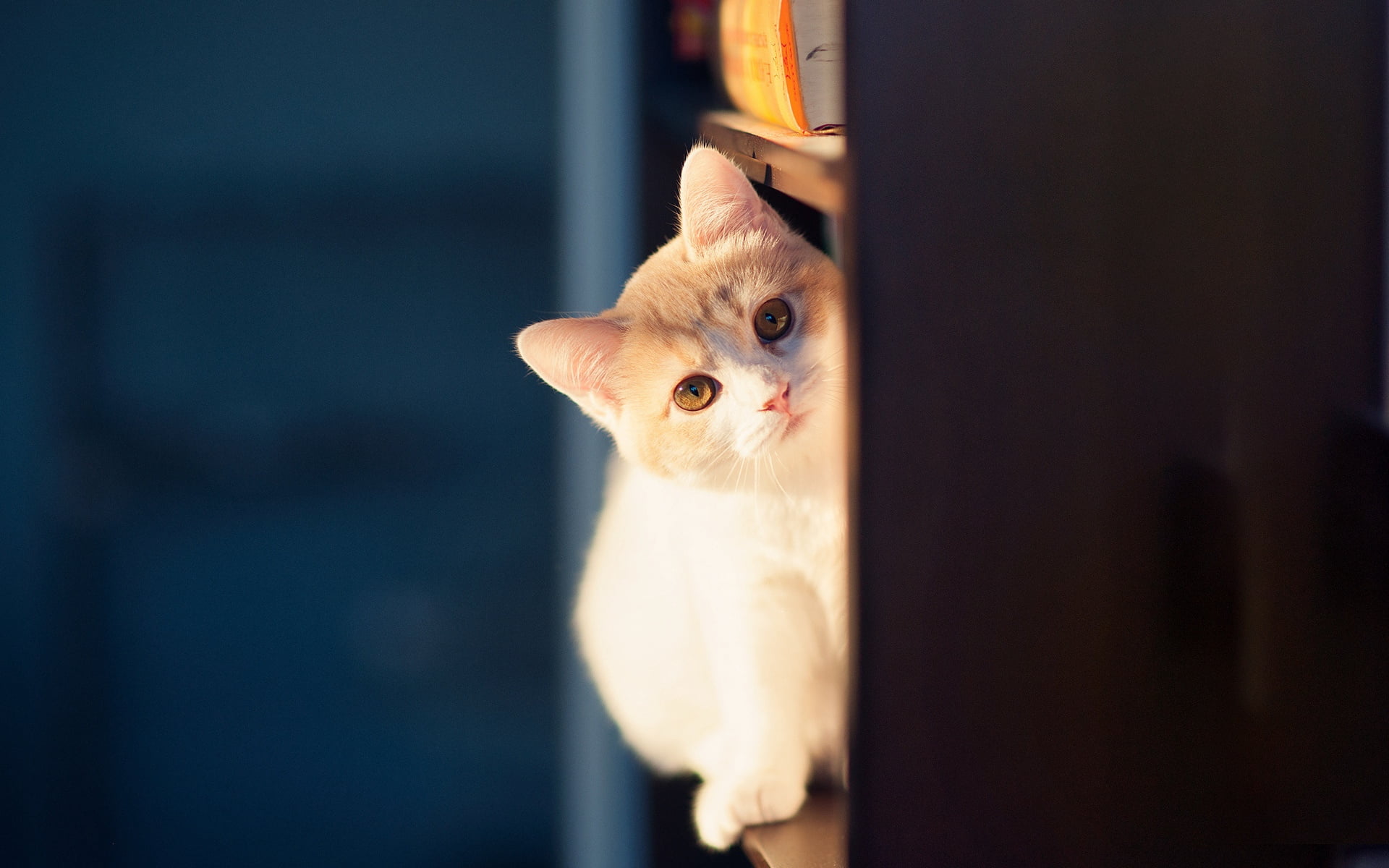 peep, animal body part, domestic cat, selective focus, ginger cat, orange, wall, indoors, vertebrate, domestic, pets, mammal, whisker, animal eye, no people, HD Wallpaper