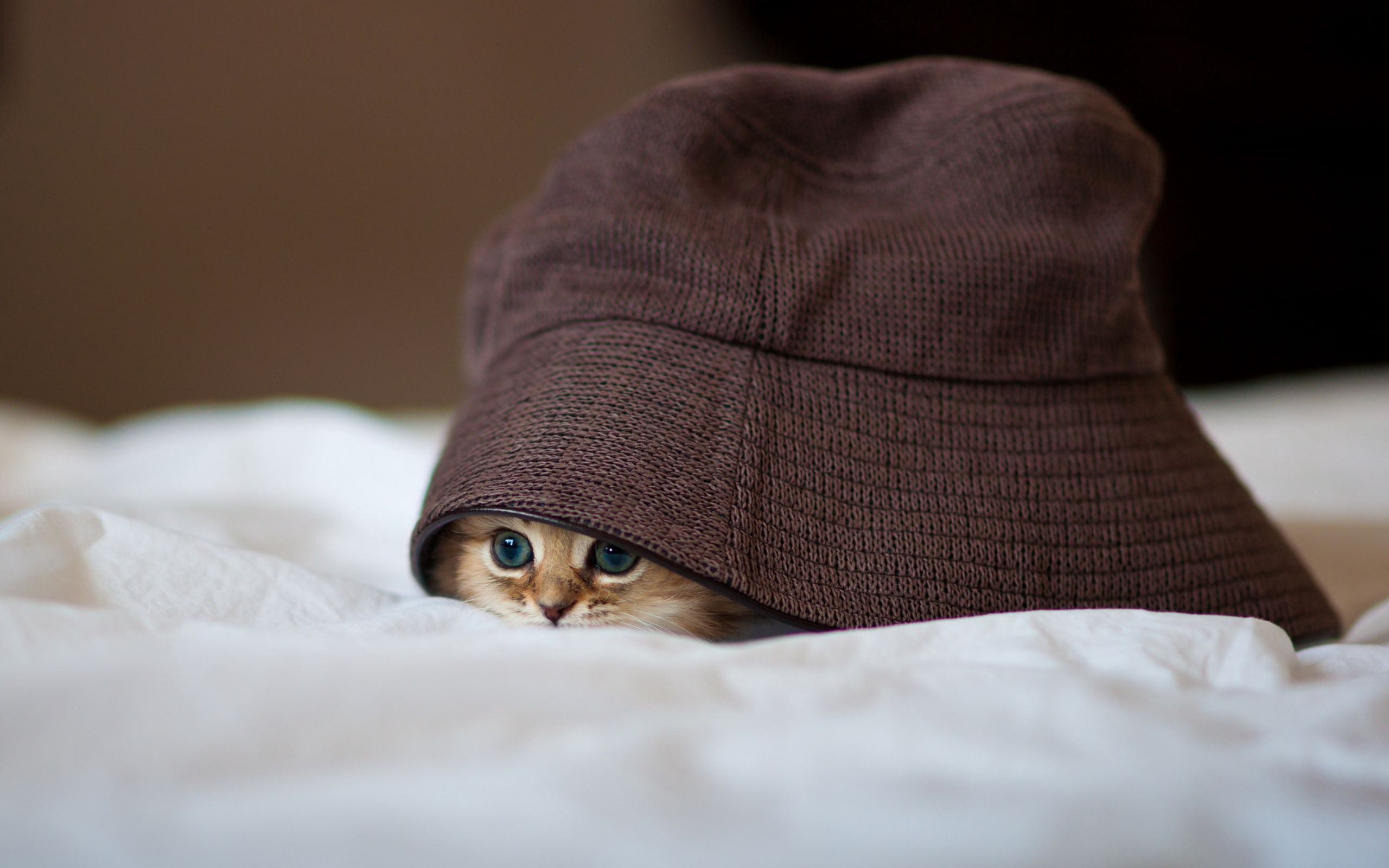 hat, 2K, peep, hide, cat, HD Wallpaper