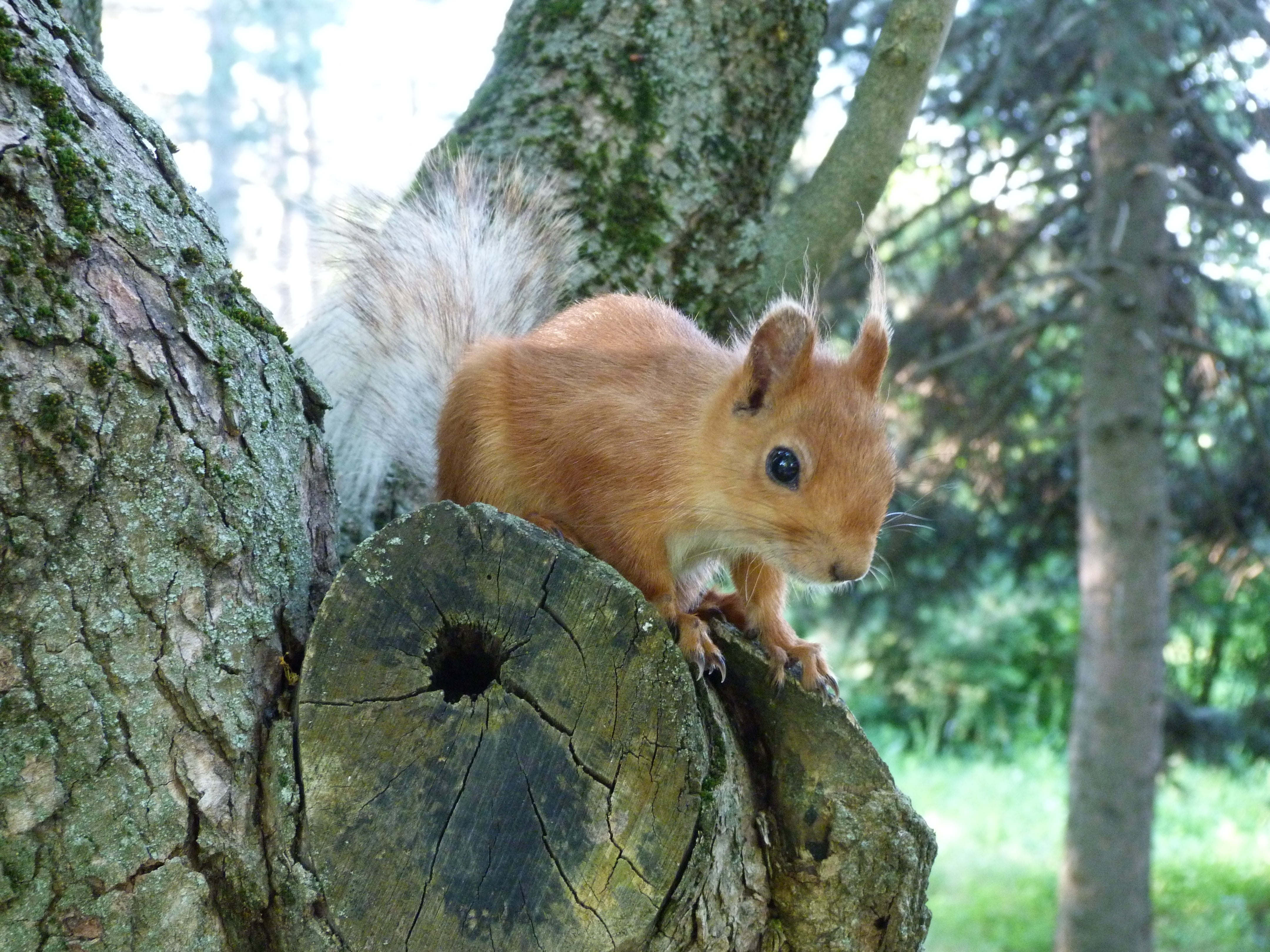 small, woodland, vertebrate, day, herbivorous, animal, close-up, looking, whisker, nature, 4K, brown, bushy, mammal, trunk, animal head, branch, rodent, HD Wallpaper