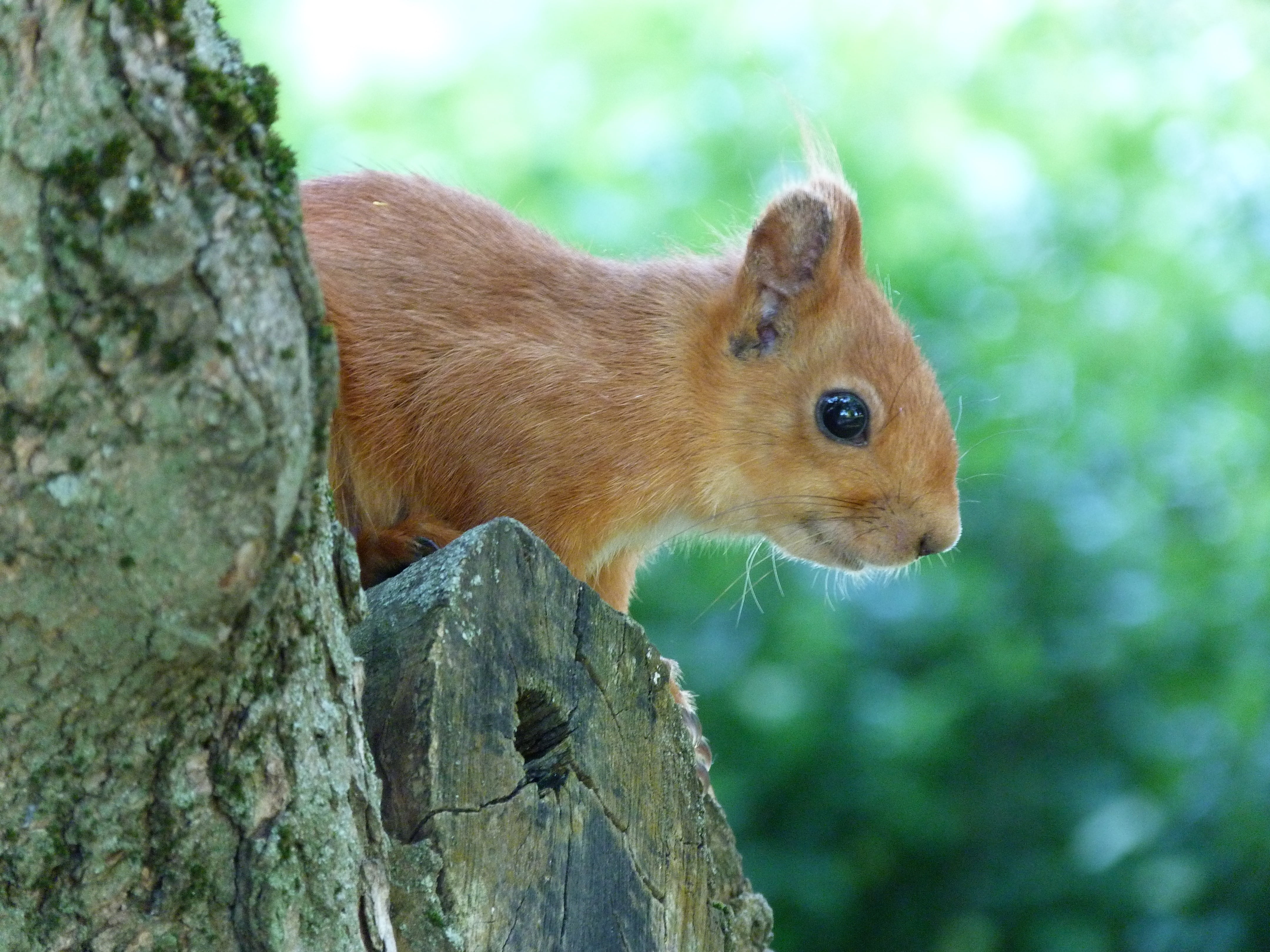 brown, face, one Animal, fur, animal, 4K, profile view, no people, squirrel, outdoors, animal wildlife, grass, wildlife, plant, fluffy, looking, focus on foreground, HD Wallpaper
