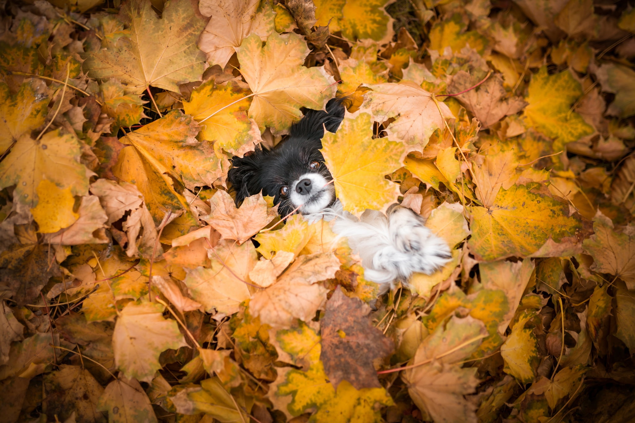 look, 1080P, puppy, yellow, the pile of leaves, lies, dog, autumn, foliage, face, maple, legs, nature, burrowed, Peeps, leaves, Papillon, background, baby, HD Wallpaper