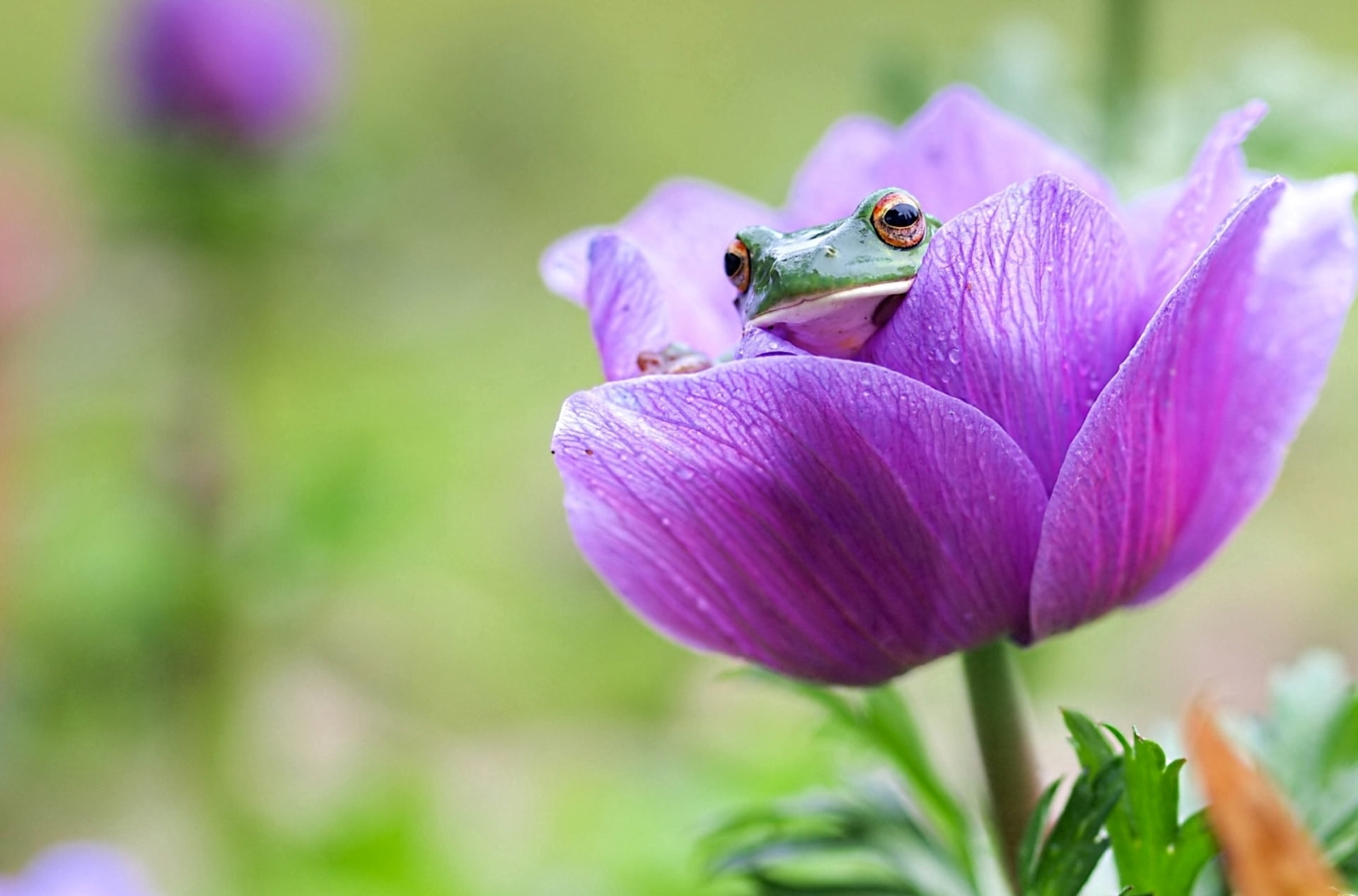 frog, flower, Peeps, 1080P, HD Wallpaper