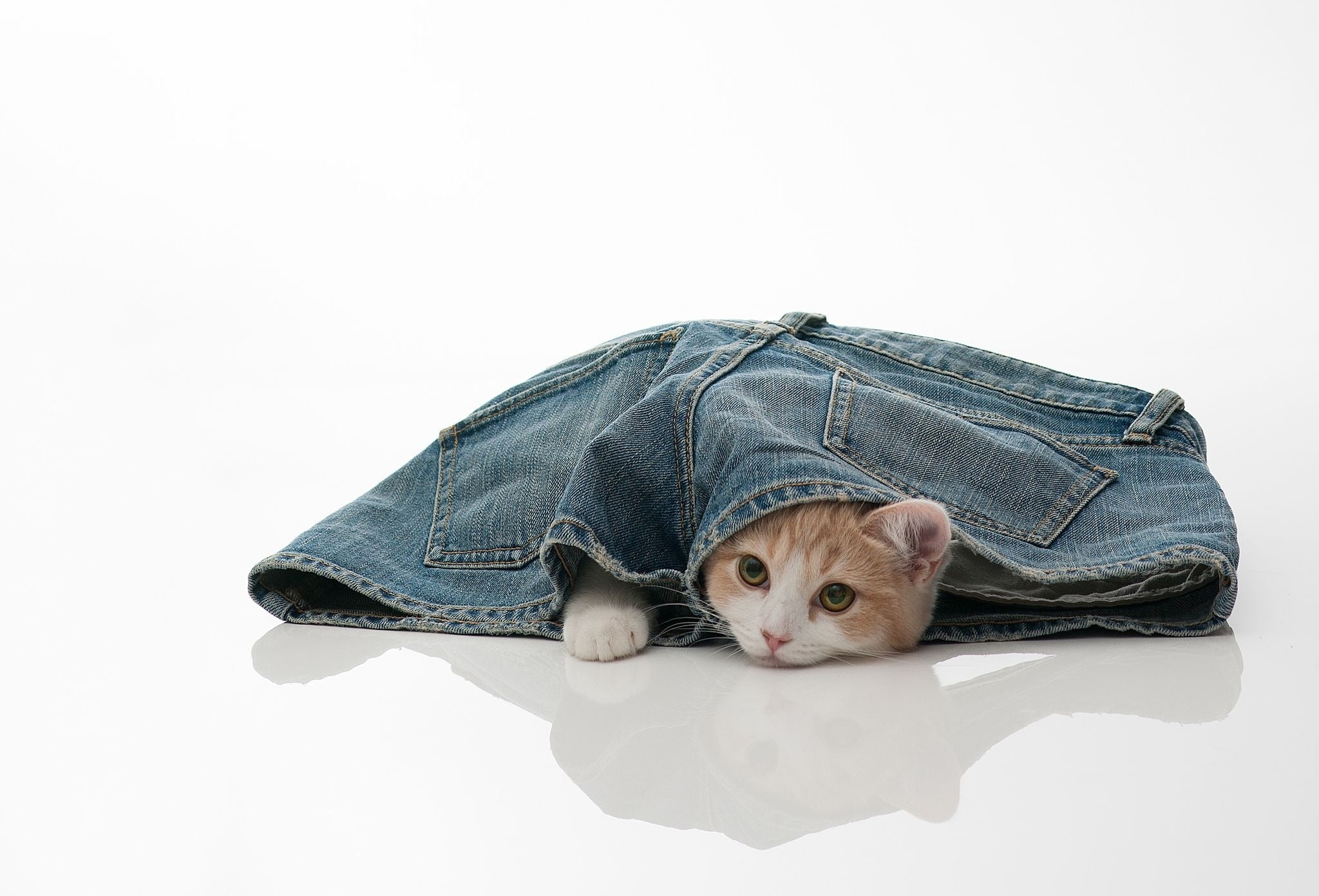 jeans, animal, peep, one animal, casual clothing, indoors, domestic animals, small, no people, copy space, shorts, orange, mammal, textile, animal head, HD Wallpaper