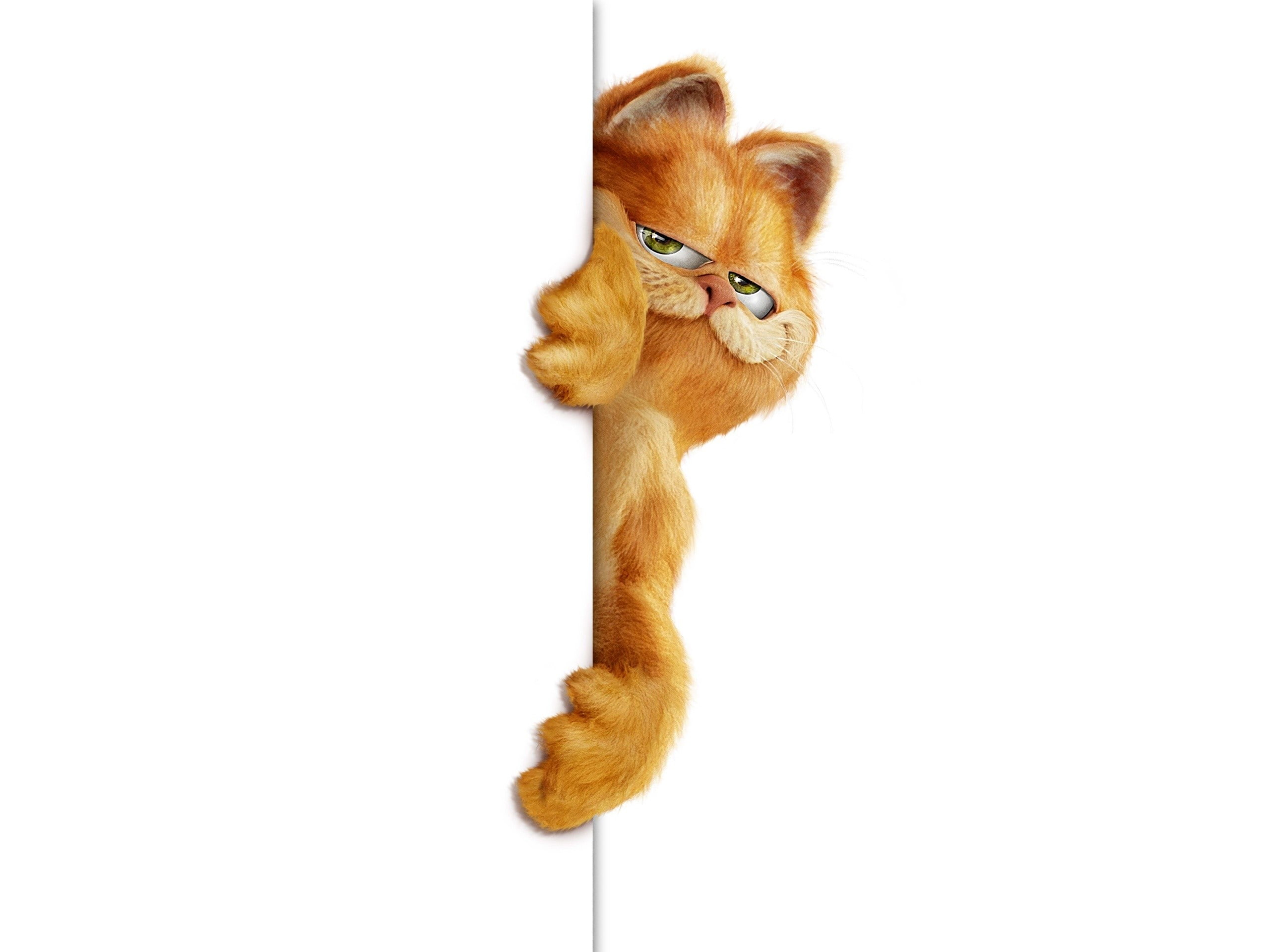 domestic cat, pets, domestic animals, vertebrate, feline, domestic, indoors, white background, ginger cat, Cat, animal, dog, Garfield, Peep out, animal themes, HD Wallpaper