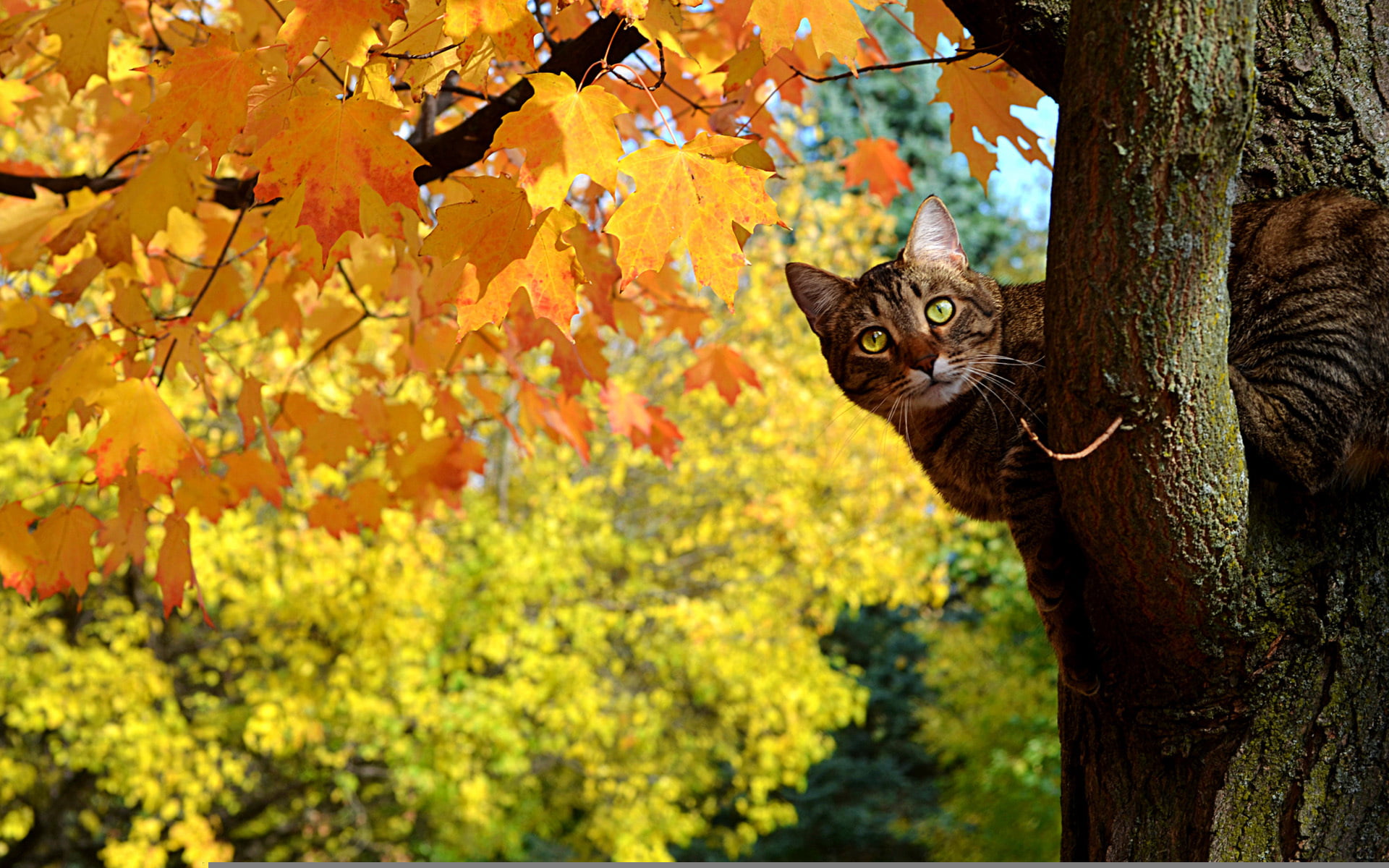 pets, vertebrate, no people, day, nature, beautiful, autumn, beauty, leaves, striped, beauty In Nature, Kote, looking at camera, Peeps, one animal, leaf, HD Wallpaper