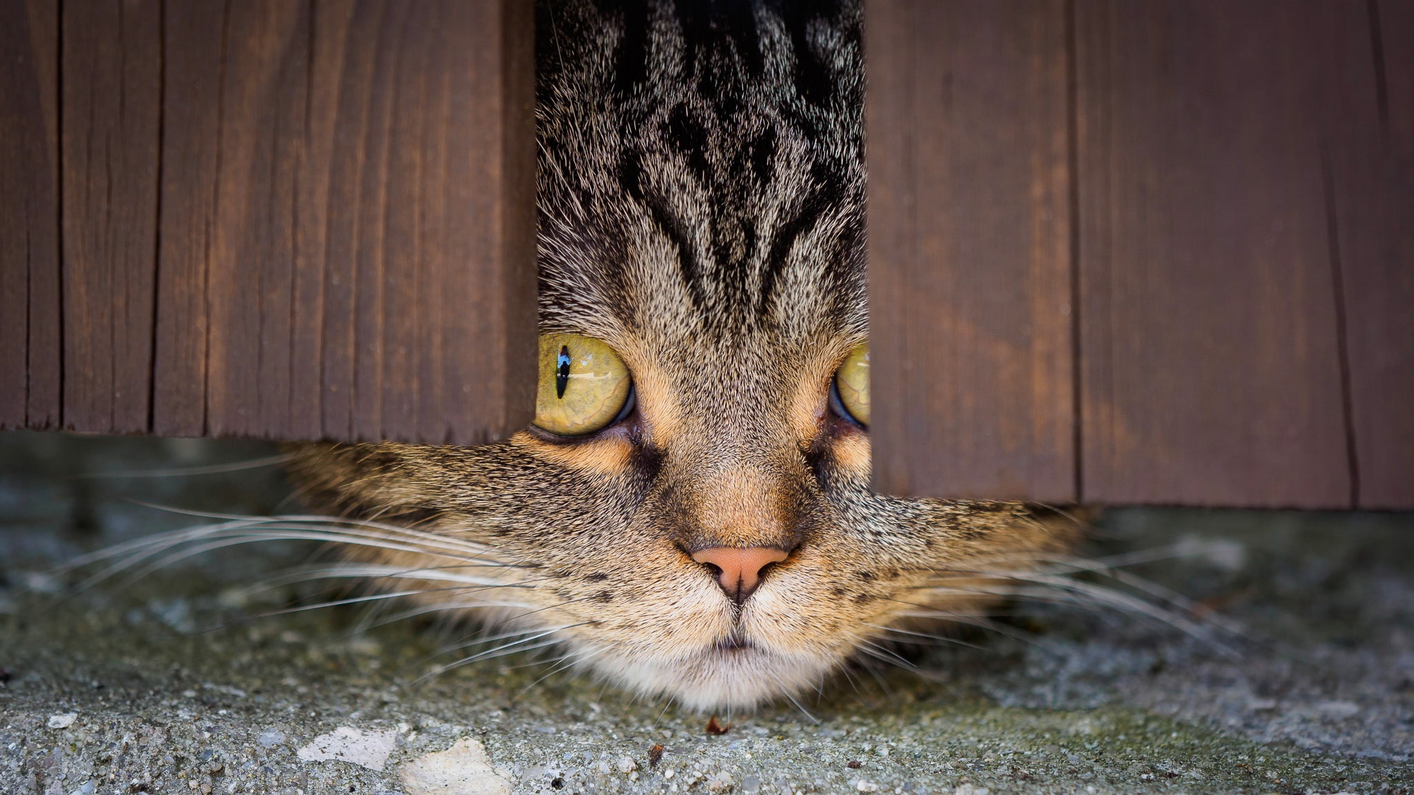 the fence, hole, kitty, grey, 1080P, Peeps, look, eyes, striped, the gap, face, close-up, Board, HD Wallpaper
