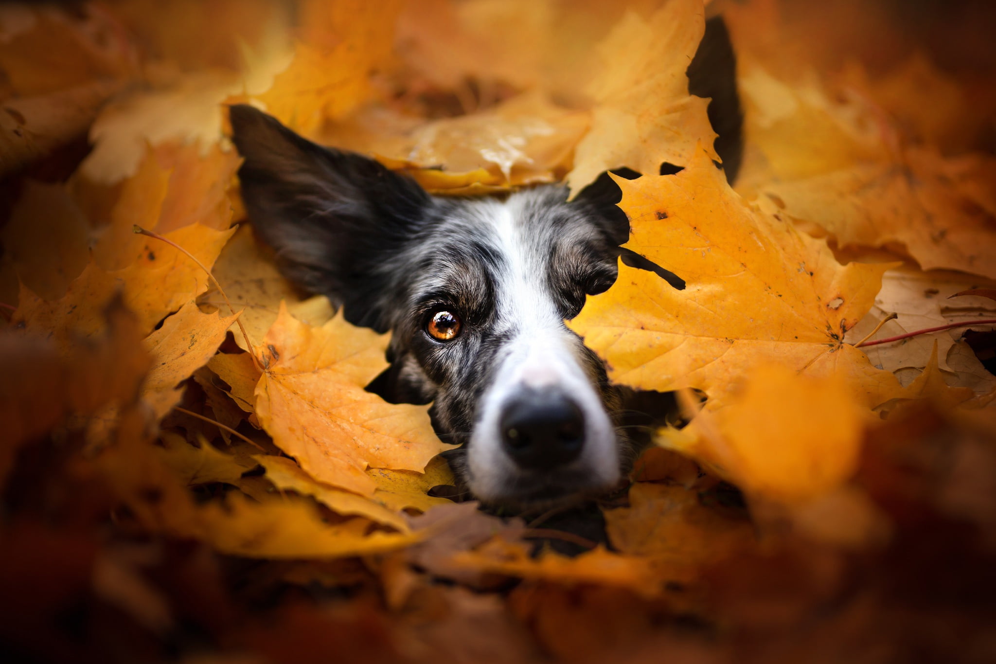 face, portrait, Peeps, mood, yellow, spotted, look, leaves, autumn, dog, the border collie, 1080P, foliage, the pile of leaves, maple, nature, HD Wallpaper