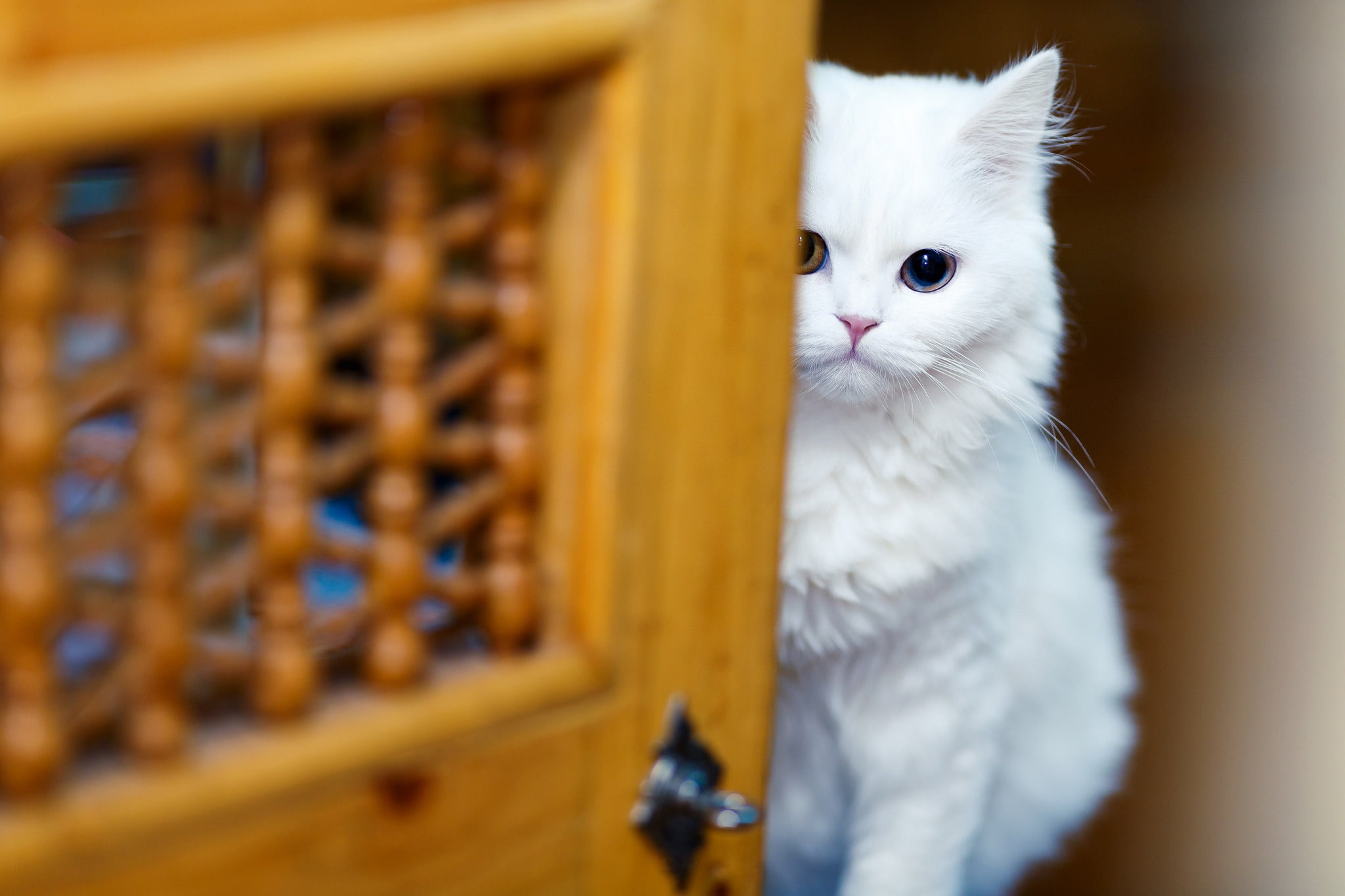 look, odd-eyed, eyes, sitting, hide and seek, cat, Peeps, blur, background, kitty, muzzle, white, 1080P, the door, HD Wallpaper