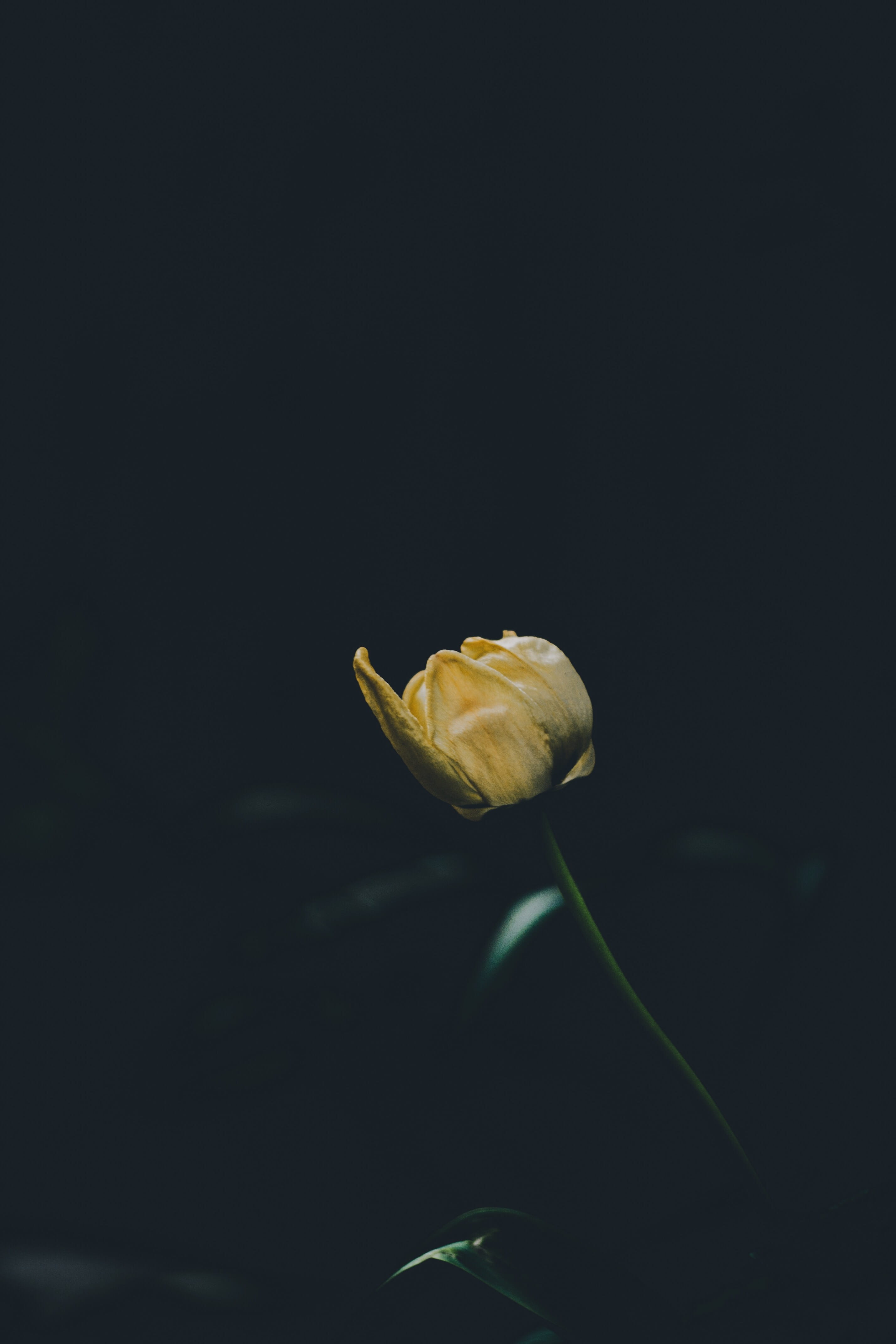 plant, studio shot, indoors, bud, flower, no people, petal, rose, close-up, nature, inflorescence, gold, flowering plant, araceae, sprout, yellow, growth, Phone HD Wallpaper