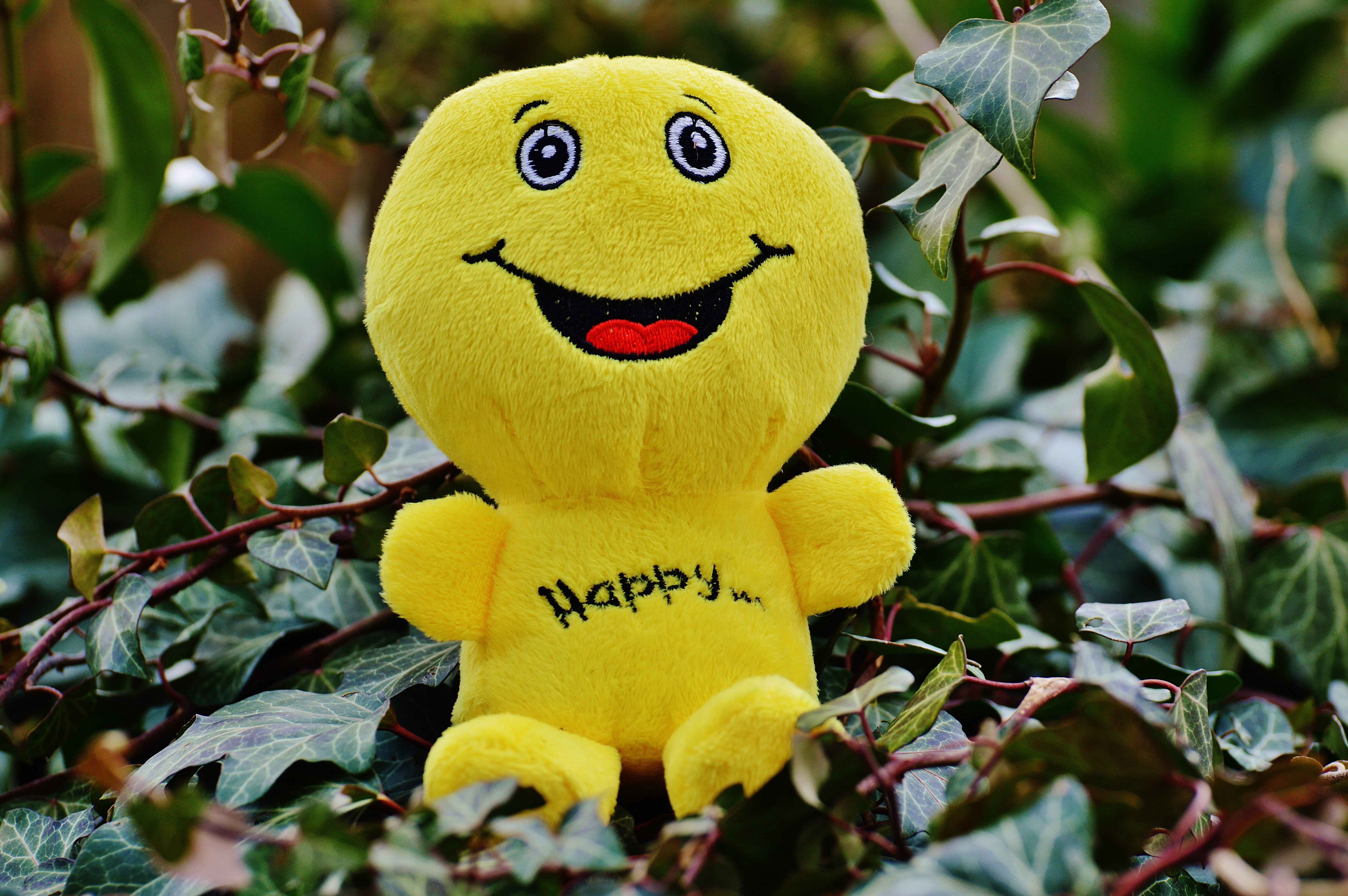 plush, plant part, yellow, growth, 5K, happiness, keep smiling, nature, start, day, valentines day, emoticon, joy of life, courage, smiling, joy, art and craft, HD Wallpaper