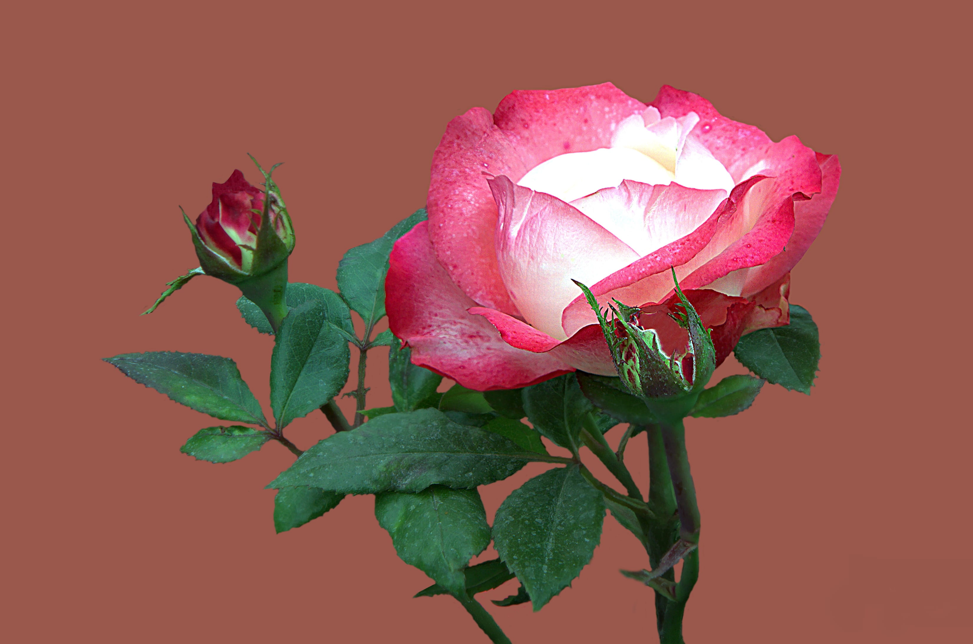 close-up, rose, vulnerability, flowering plant, kissingen, beauty In Nature, rose bloom, 2K, love, studio shot, plant part, fragility, romance, freshness, HD Wallpaper
