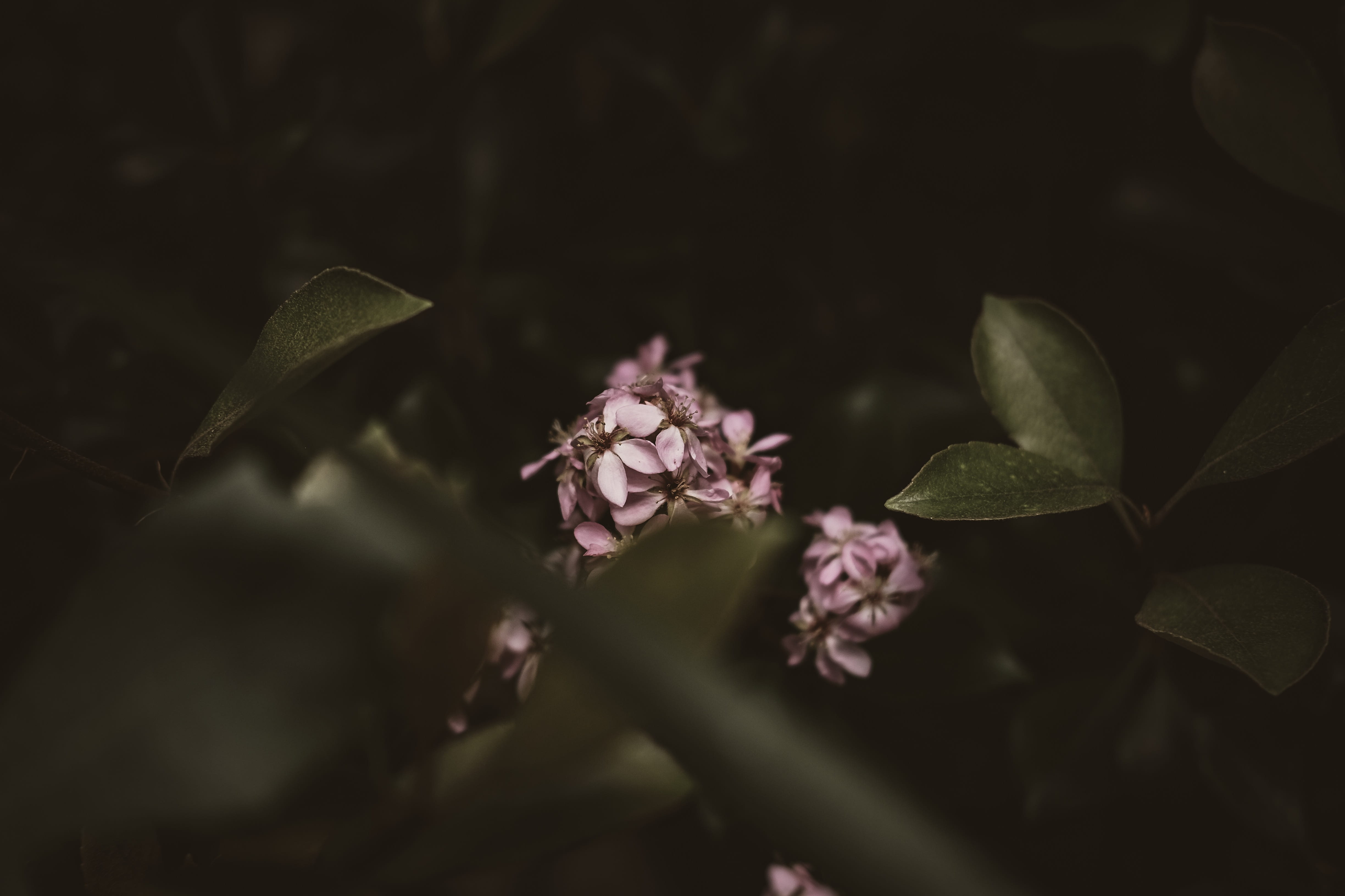flowering plant, beauty in nature, botany, photo, plant part, botanical, plant, nature, flowers, background, flower, green, minimal, shift, vulnerability, HD Wallpaper
