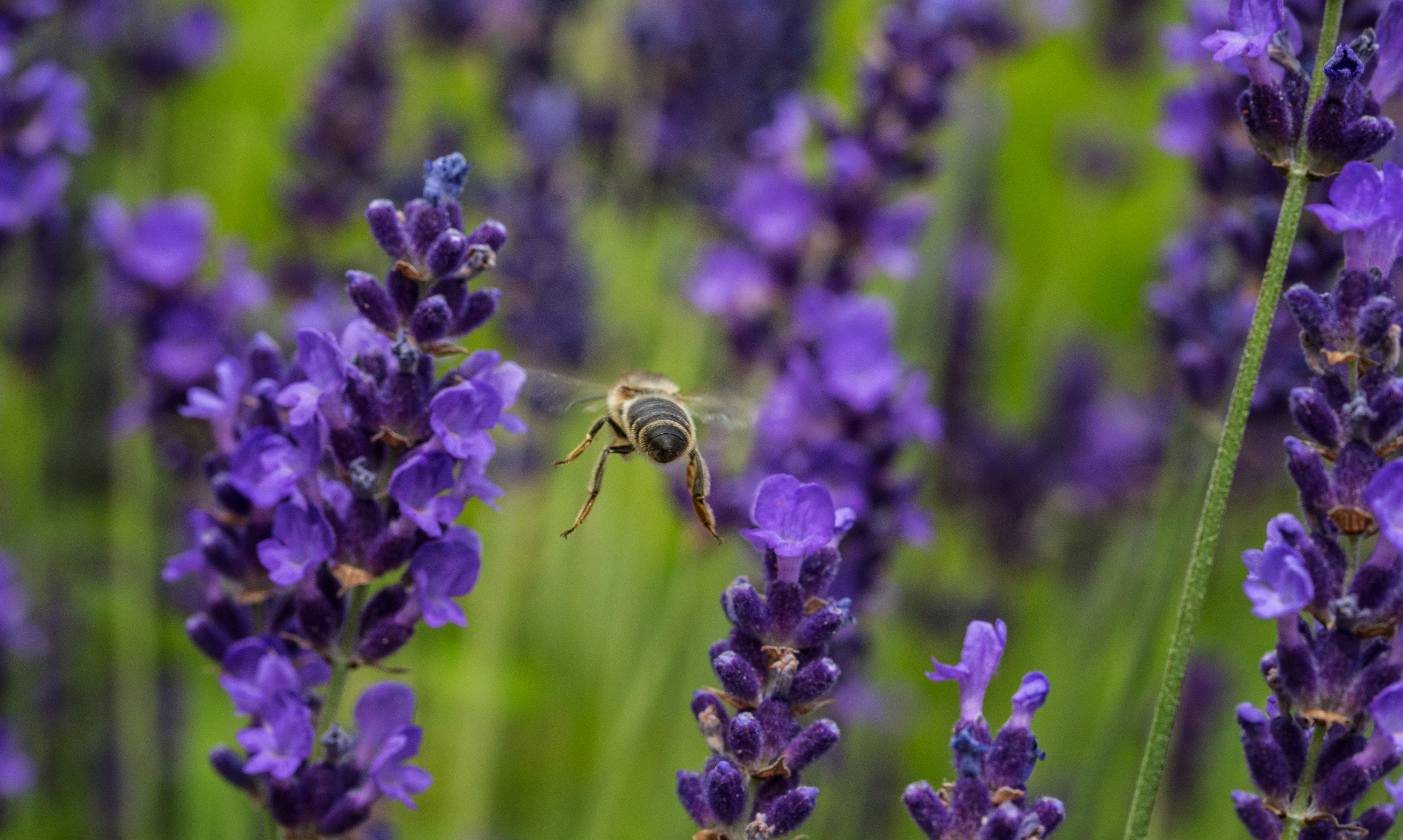 focus, Garten, close-up, green, Tier, outdoor, abeille, blue, animal, selective, purple, 4K, lavanda, Lavender, photo, summer, Bee, flowers, fly, outside, HD Wallpaper