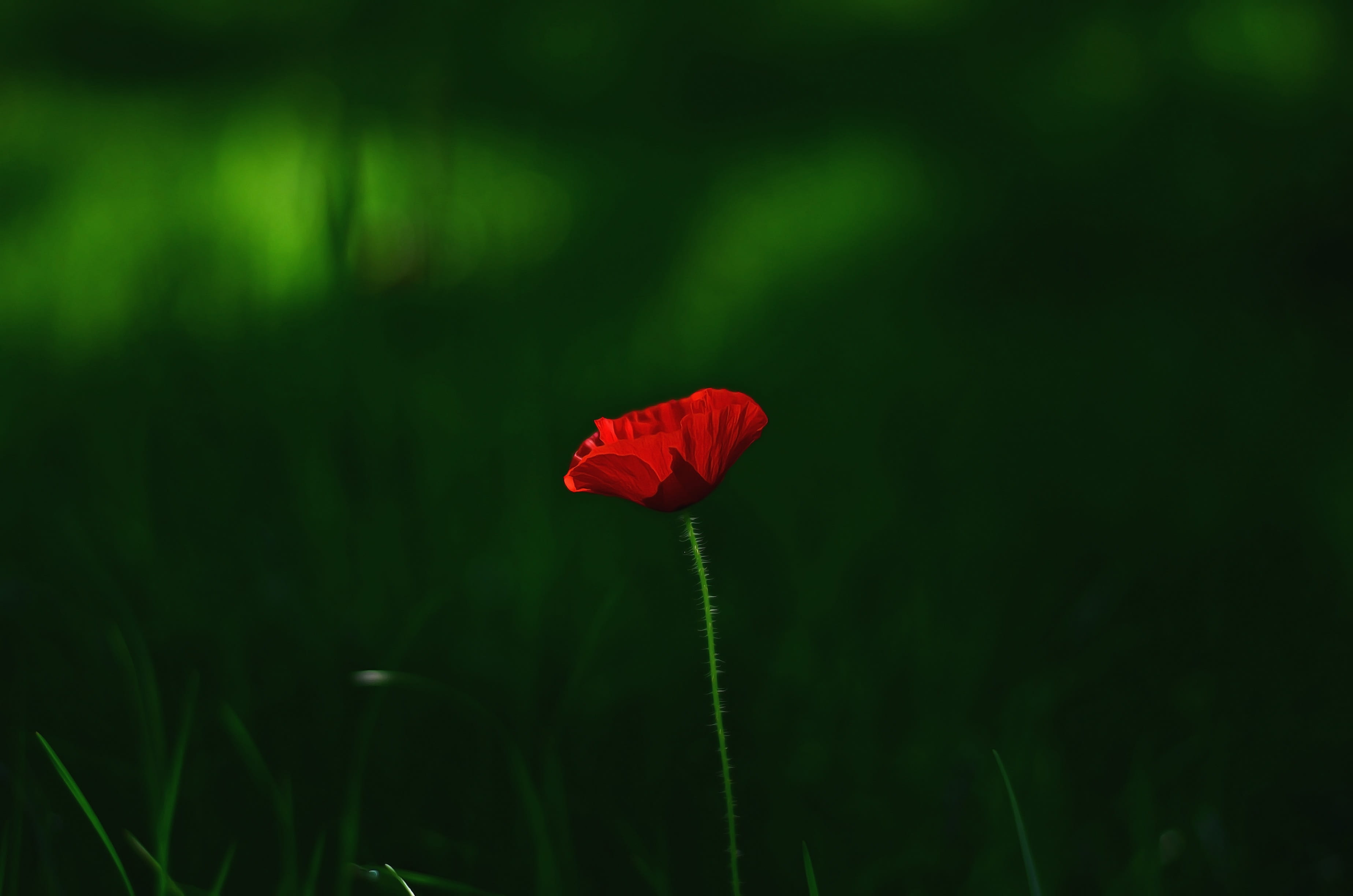 delicate, bloom, freshness, plant stem, poppy, close-up, dawn, focus on foreground, outdoors, macro, green color, inflorescence, plant, field, flora, 2K, HD Wallpaper