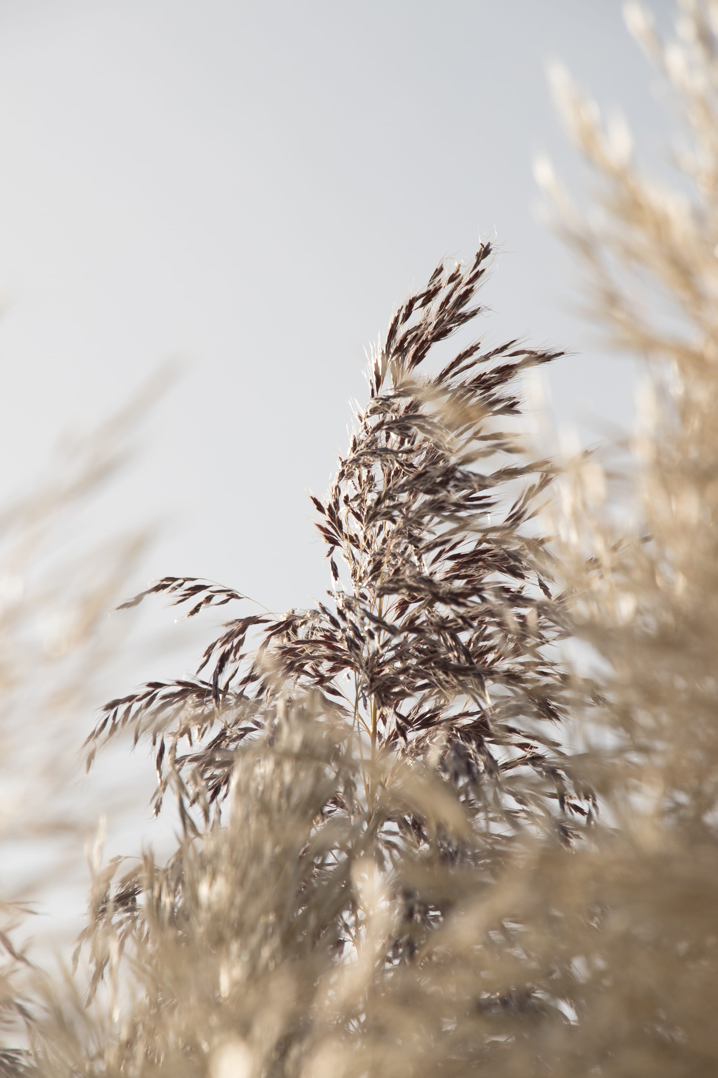 growth, selective focus, field, plants, outdoors, hd, no people, dry, crop, minimalistic, 2K, sky, beauty in nature, land, Phone HD Wallpaper