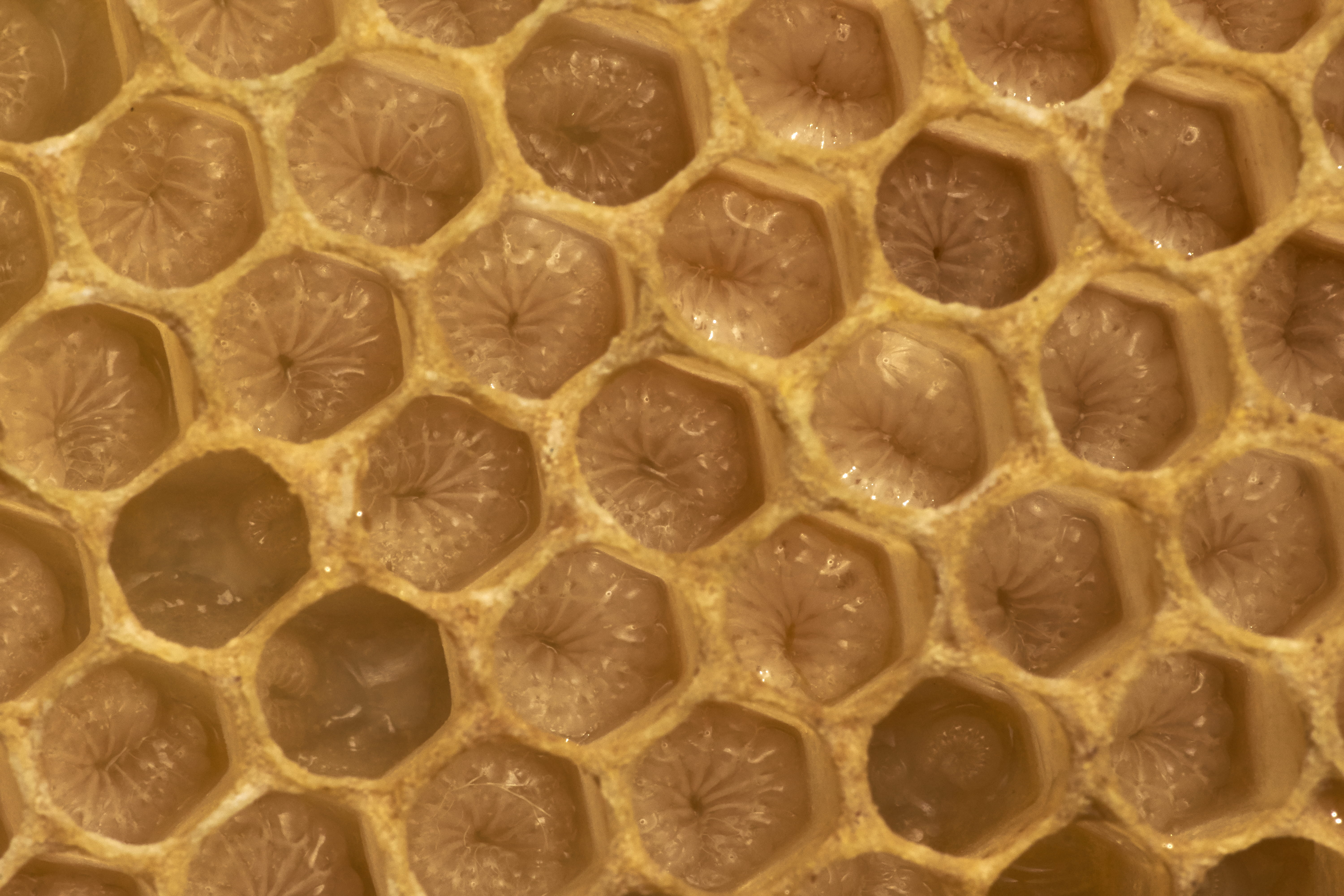 food, honycomp, honey, indoors, textured, healthy eating, geometric shape, marderweg 1, 5K, rug, bee nymph, invertebrate, animal, no people, natural pattern, HD Wallpaper