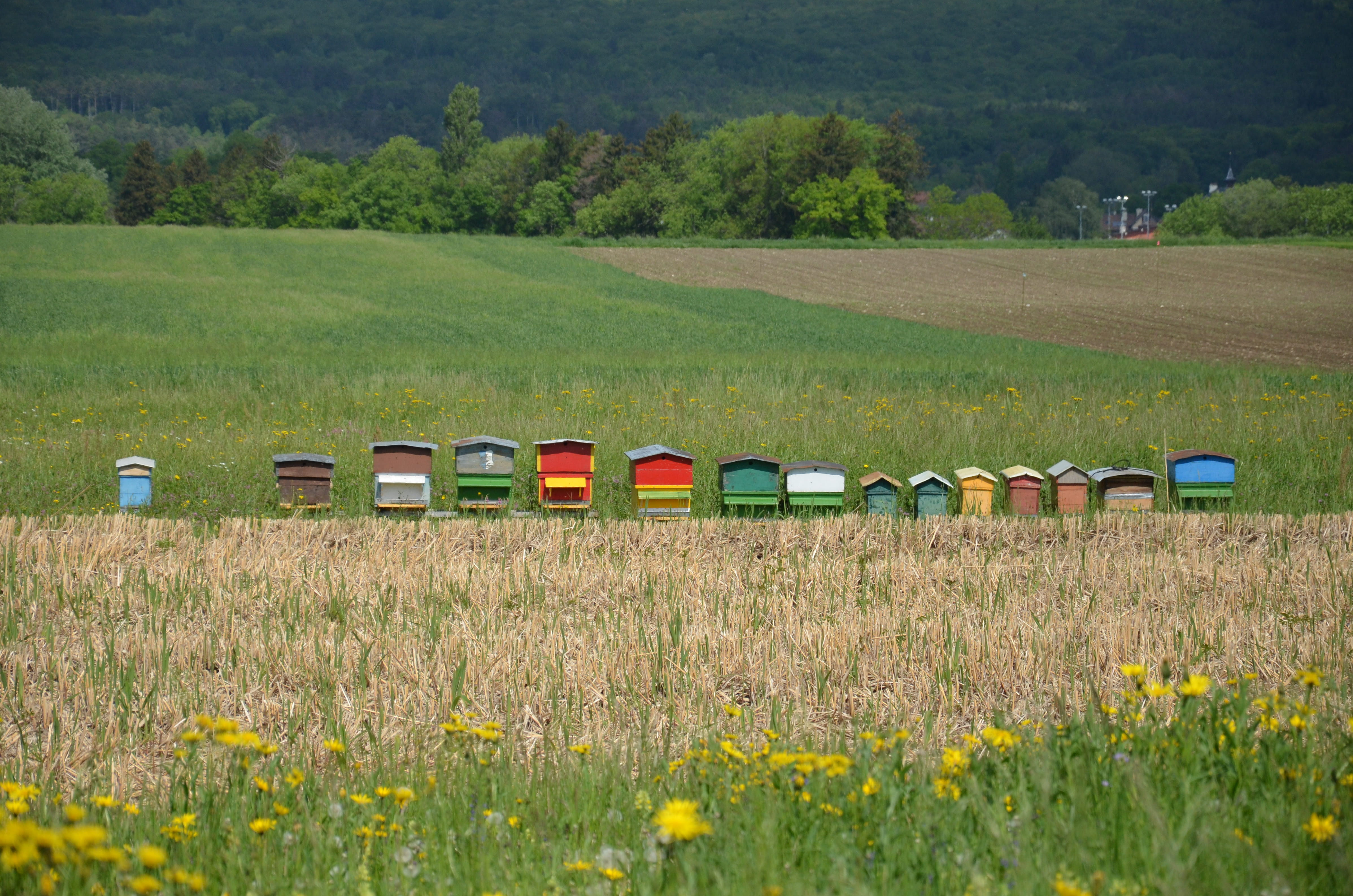 no people, green color, flower, beauty in nature, field, grass, day, land vehicle, scenics - nature, bees, fields, growth, tree, plant, beehives, 4K, landscape, HD Wallpaper