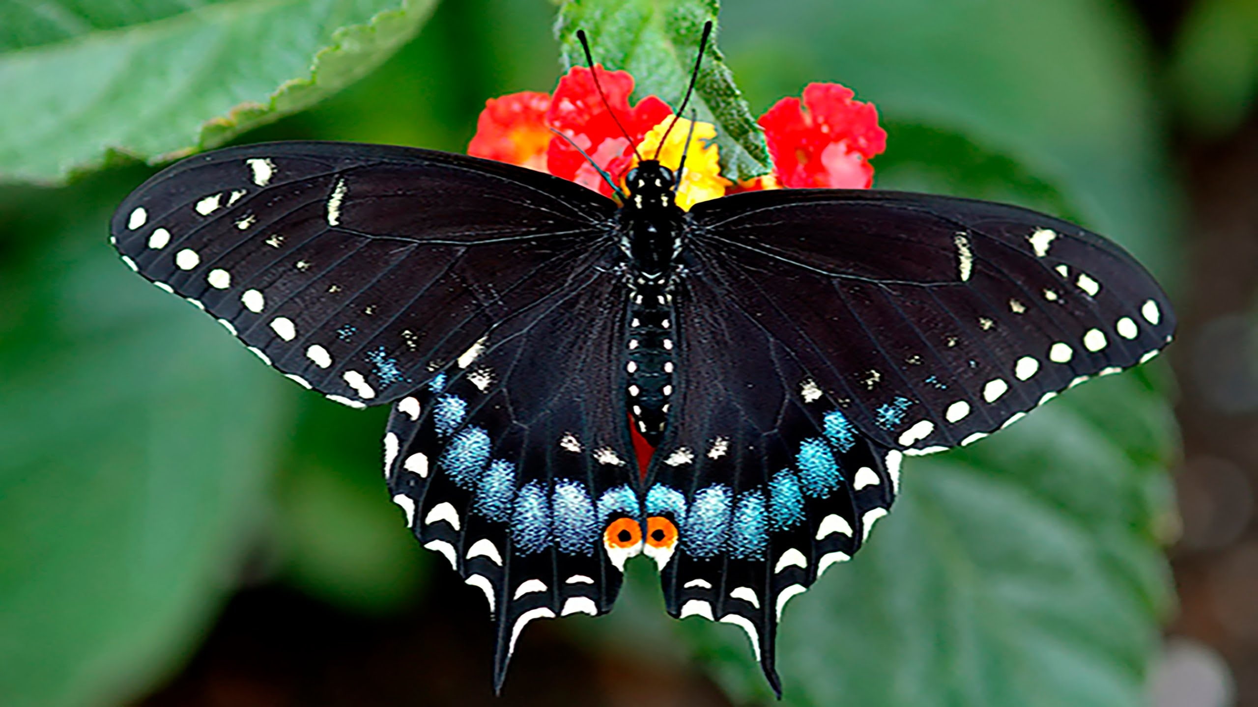 azul, insecto, 2K, animales, mariposa, HD Wallpaper