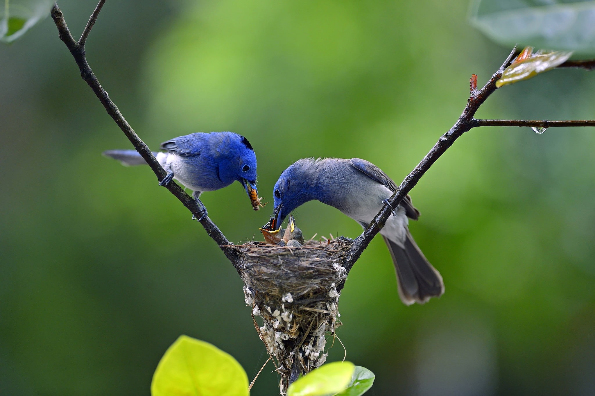 branch, 1080P, chicks, drop, birds, nest, HD Wallpaper