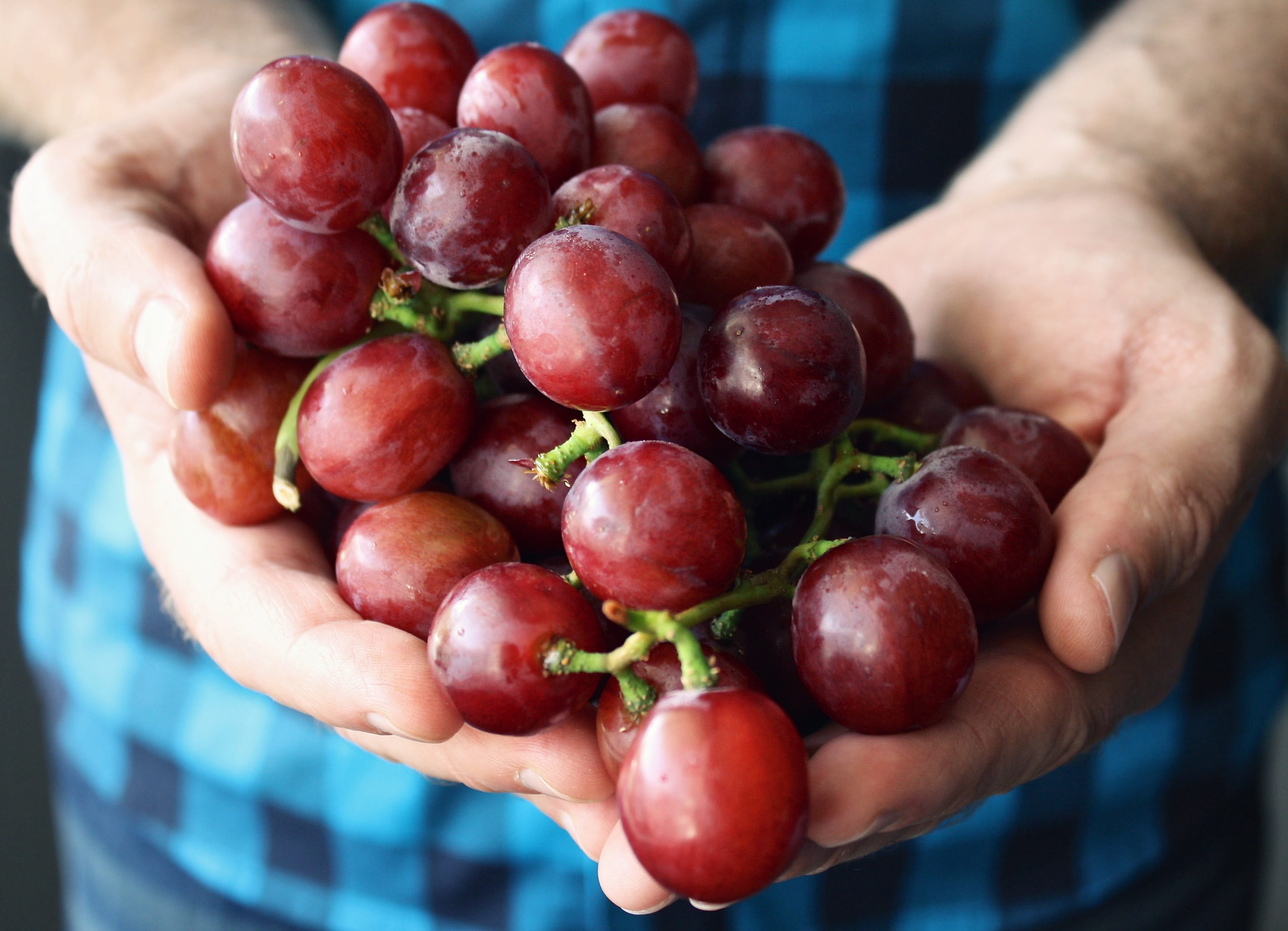 focus on foreground, wellbeing, grapes, growth, one person, organic, finger, freshness, garden, human hand, food, harvest, fruit, picking, hand, person, HD Wallpaper