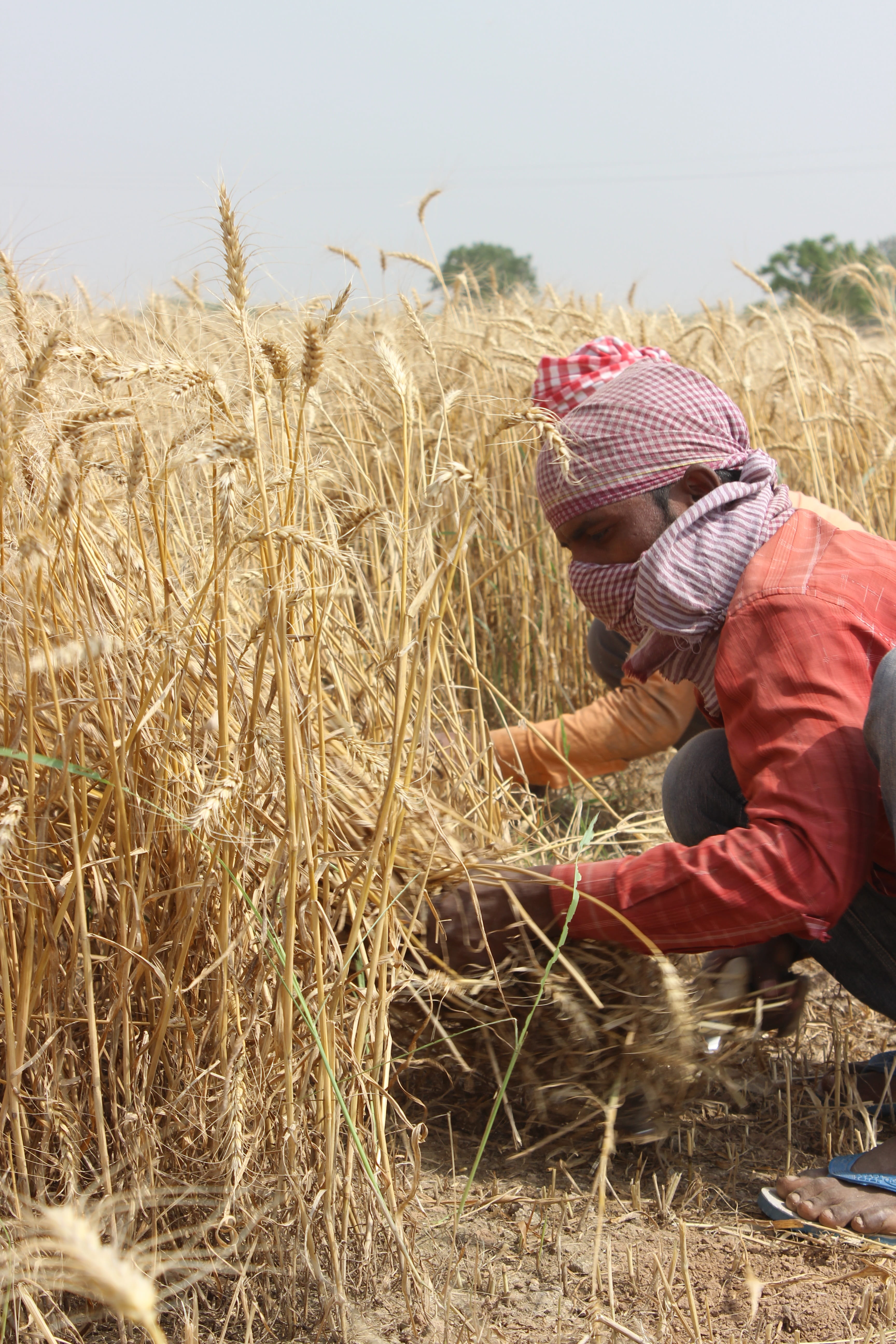 harvesting, casual clothing, food, wheat, plant, working, cutting, outdoors, agricultural, rural Scene, agriculture, leisure activity, Punjab, cereal Plant, Phone HD Wallpaper