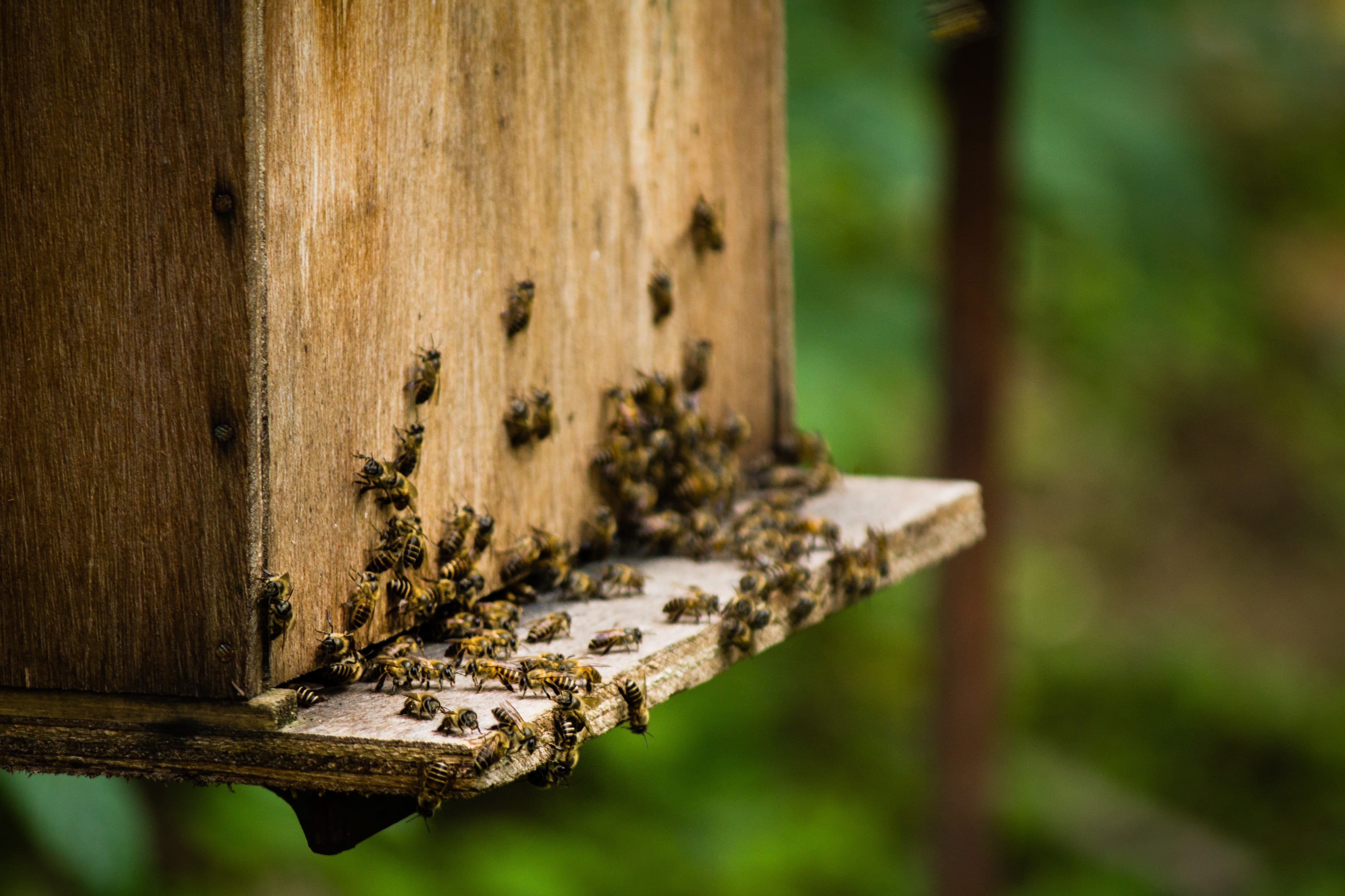 worker, group of animals, 4K, large group of animals, outdoors, animal, animals in the wild, day, honeycomb, Honey Bee, wood, animal wildlife, apiary, HD Wallpaper
