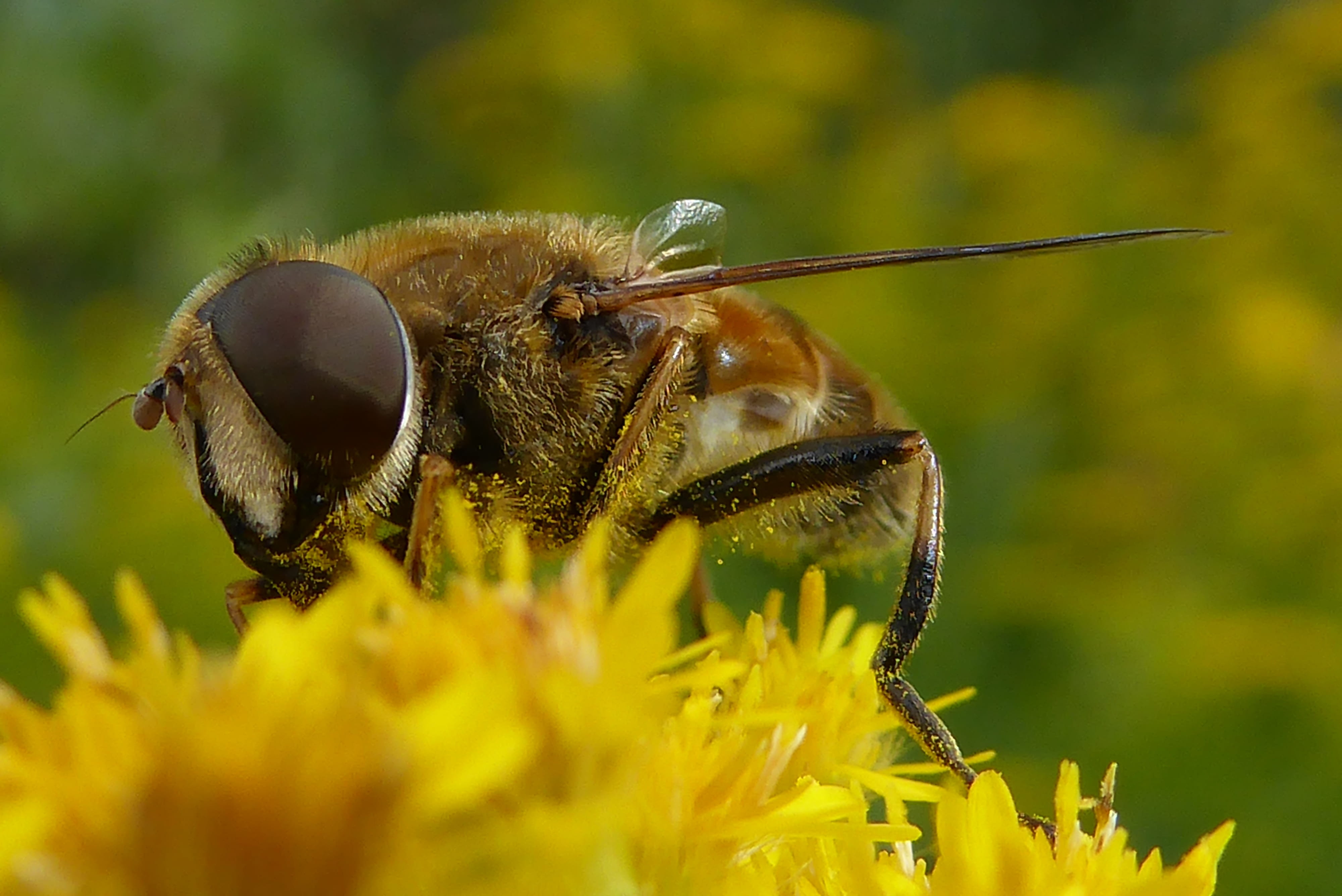 flowers, one animal, yellow, bug, outdoors, insect, garden, animal, bloom, plant, pollen, insects, nature, animal wildlife, bees, fragility, vulnerability, HD Wallpaper