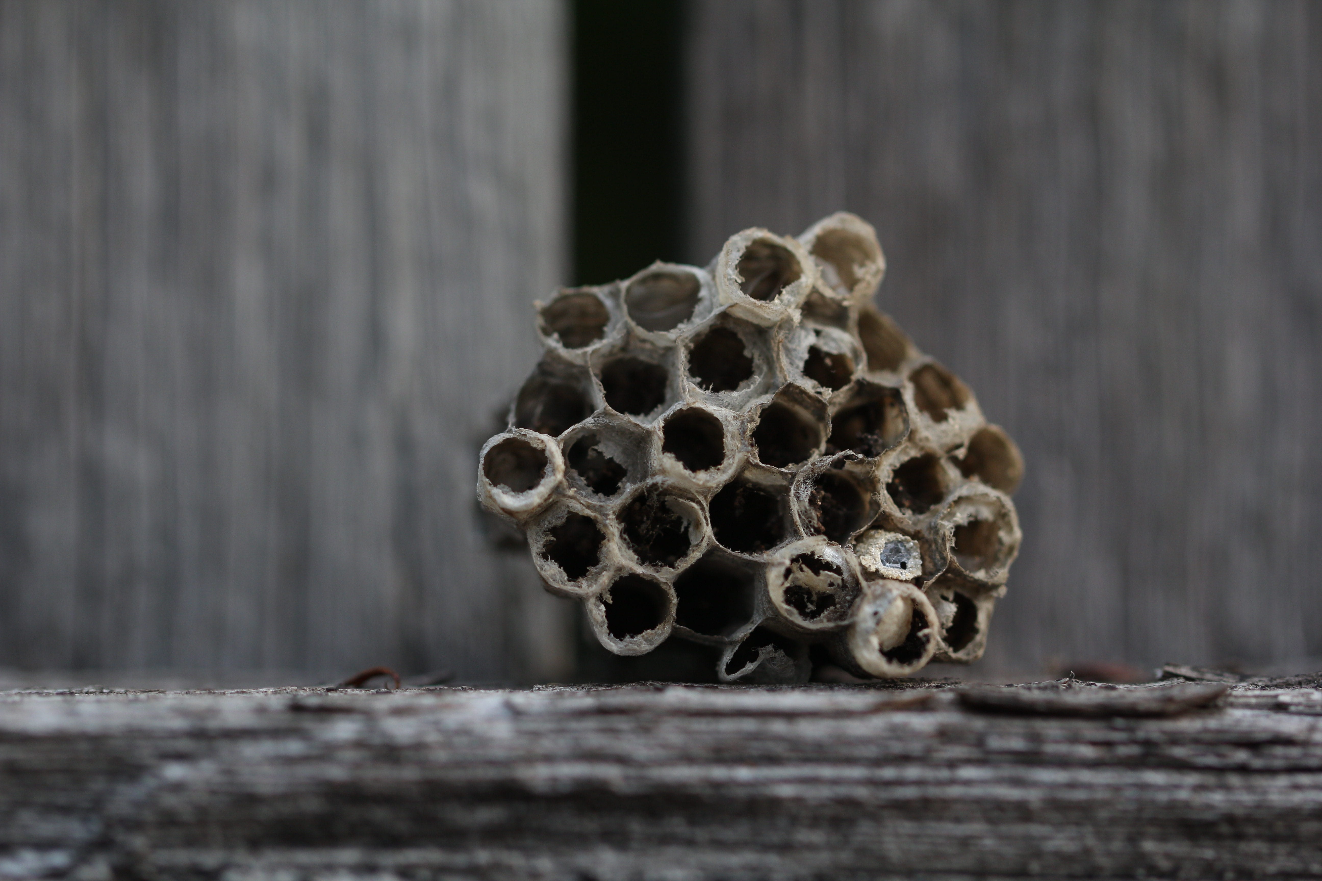 beehive, textured, 5K, the, close-up, nature, branches, bee, wood - material, insects, nest, honeycomb, wasp, design, dry, animals in the wild, outdoors, HD Wallpaper