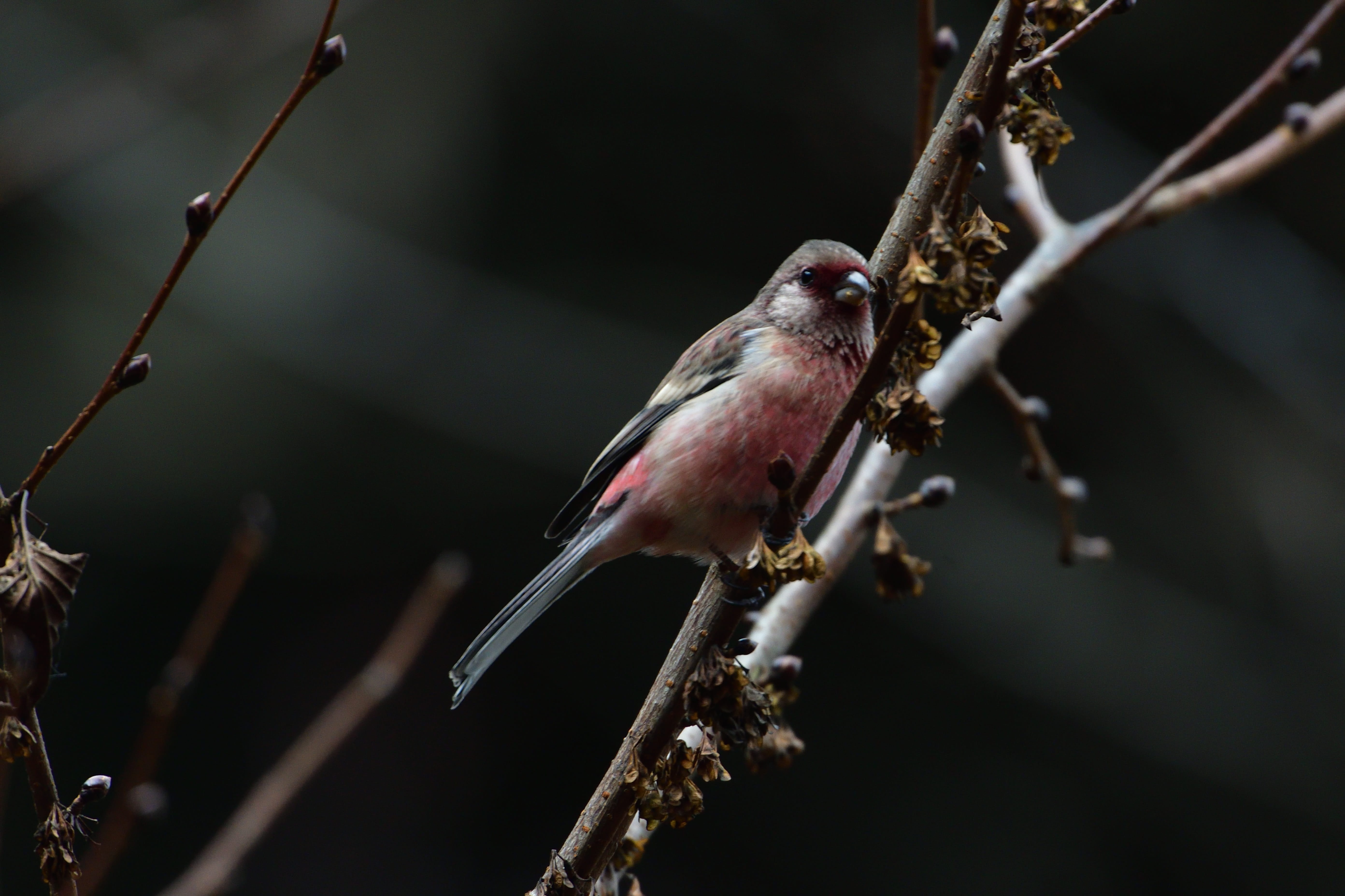 tree, animal, no people, perching, selective focus, branch, wild animals, beauty in nature, one animal, day, bird, close-up, outdoors, nature, animals in the wild, HD Wallpaper