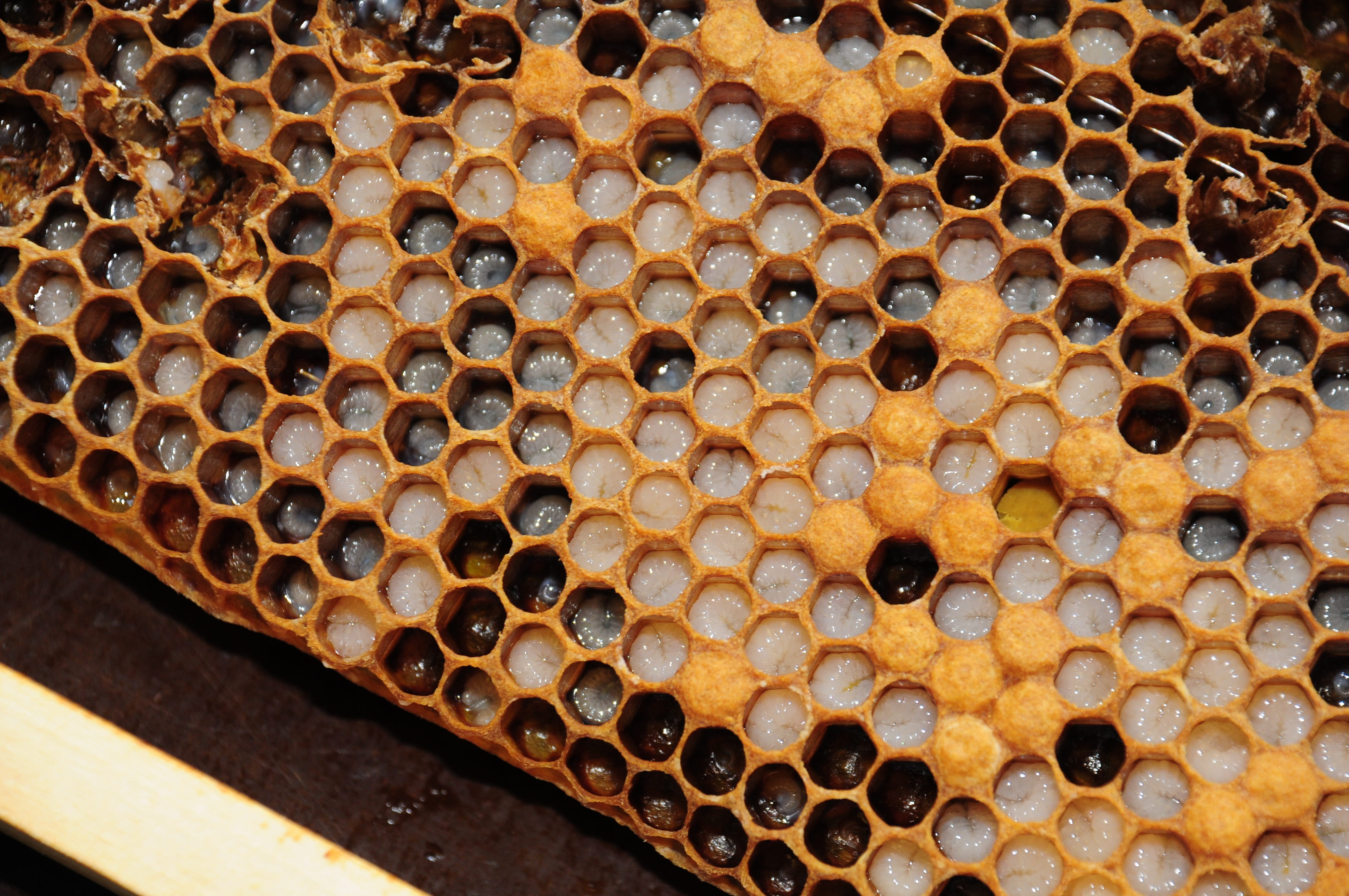 indoors, arrangement, beehive, abundance, untitled, no people, close-up, high angle view, container, residential structure, honey, food and drink, still life, HD Wallpaper