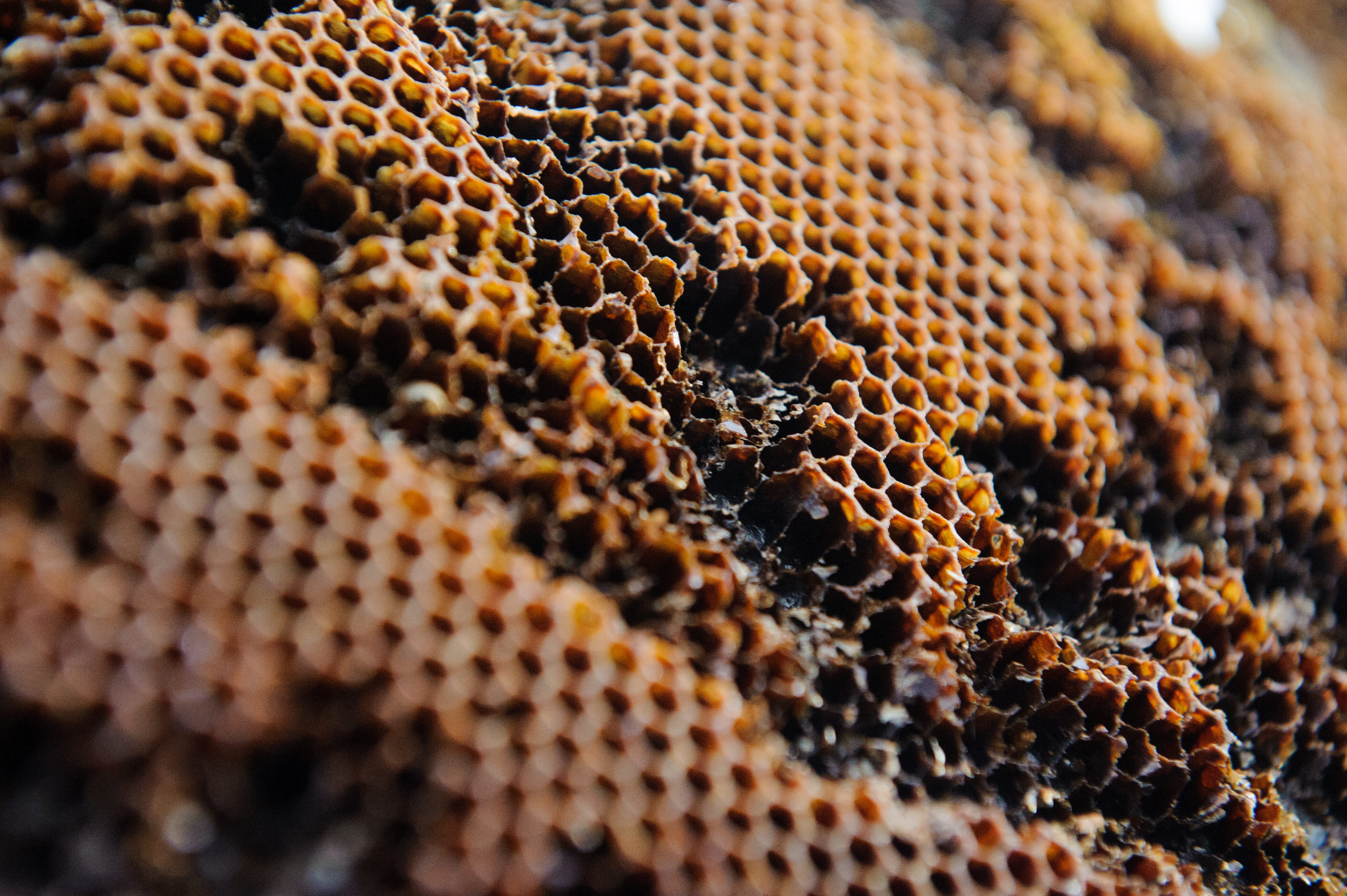 animal, 4K, apiculture, invertebrate, insect, honey bee, no people, beehive, close-up, backgrounds, pattern, beauty in nature, animal themes, selective focus, HD Wallpaper
