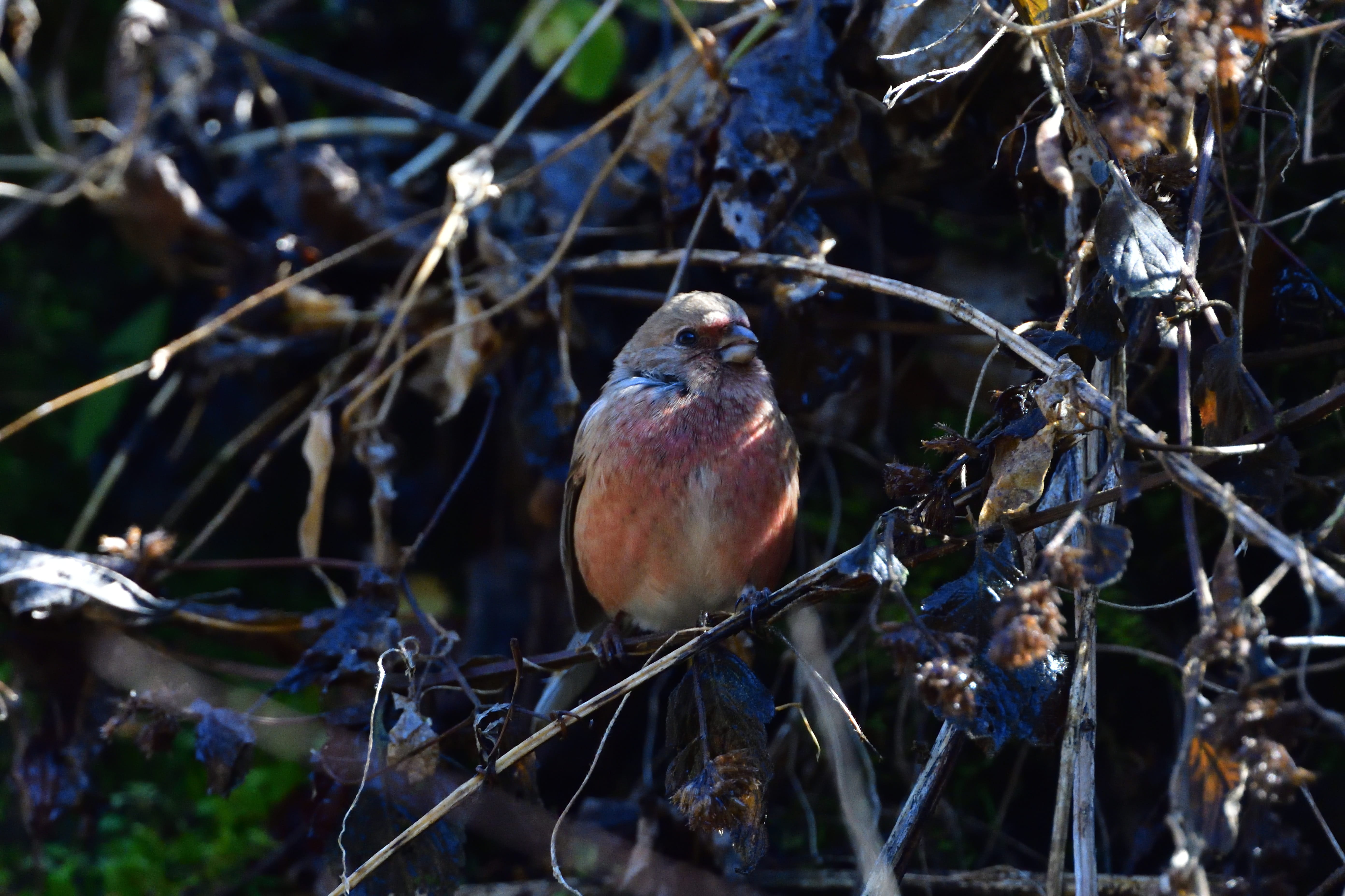 day, close-up, vertebrate, perching, robin, tree, nature, bird, selective focus, plant, twig, natural, animal wildlife, animals in the wild, focus on foreground, HD Wallpaper