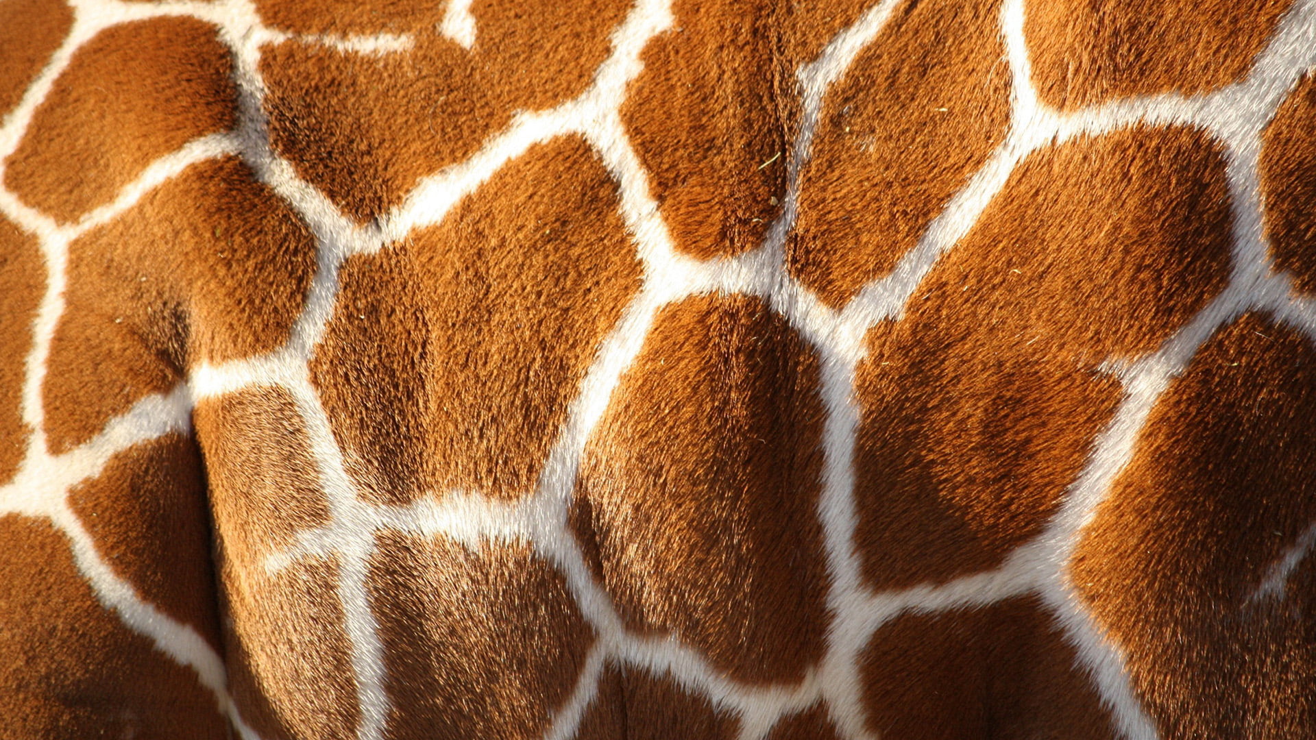 animal, mammal, animal body part, 1080P, animals, design, texture, brown, structure, animal hair, giraffe, one animal, pattern, honeycomb, cat, carpet - decor, HD Wallpaper
