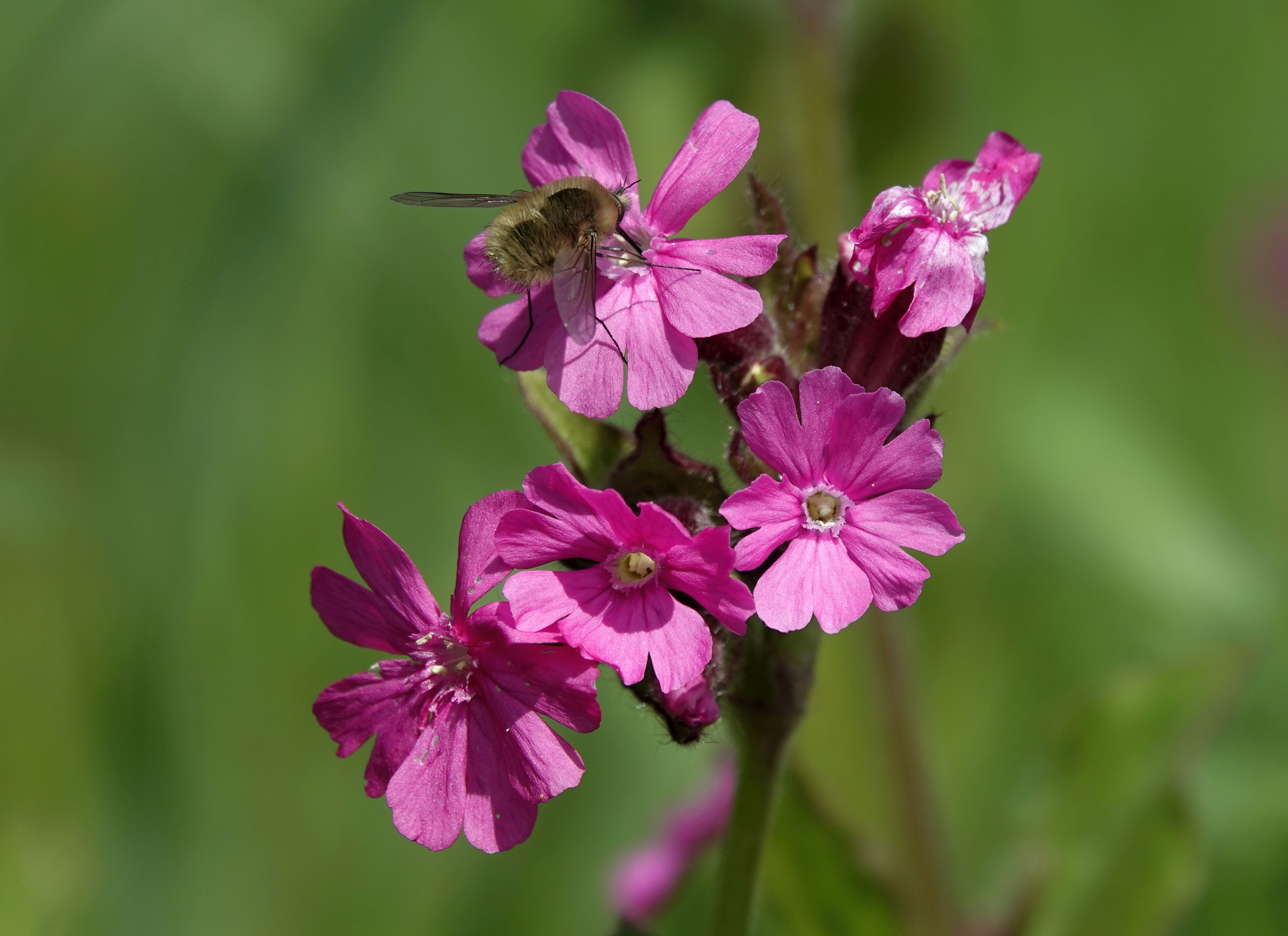 foraging, pollen, insect, beauty in nature, flower, purple, flora, pink, invertebrate, plant, spring, one animal, focus on foreground, 4K, animal themes, HD Wallpaper