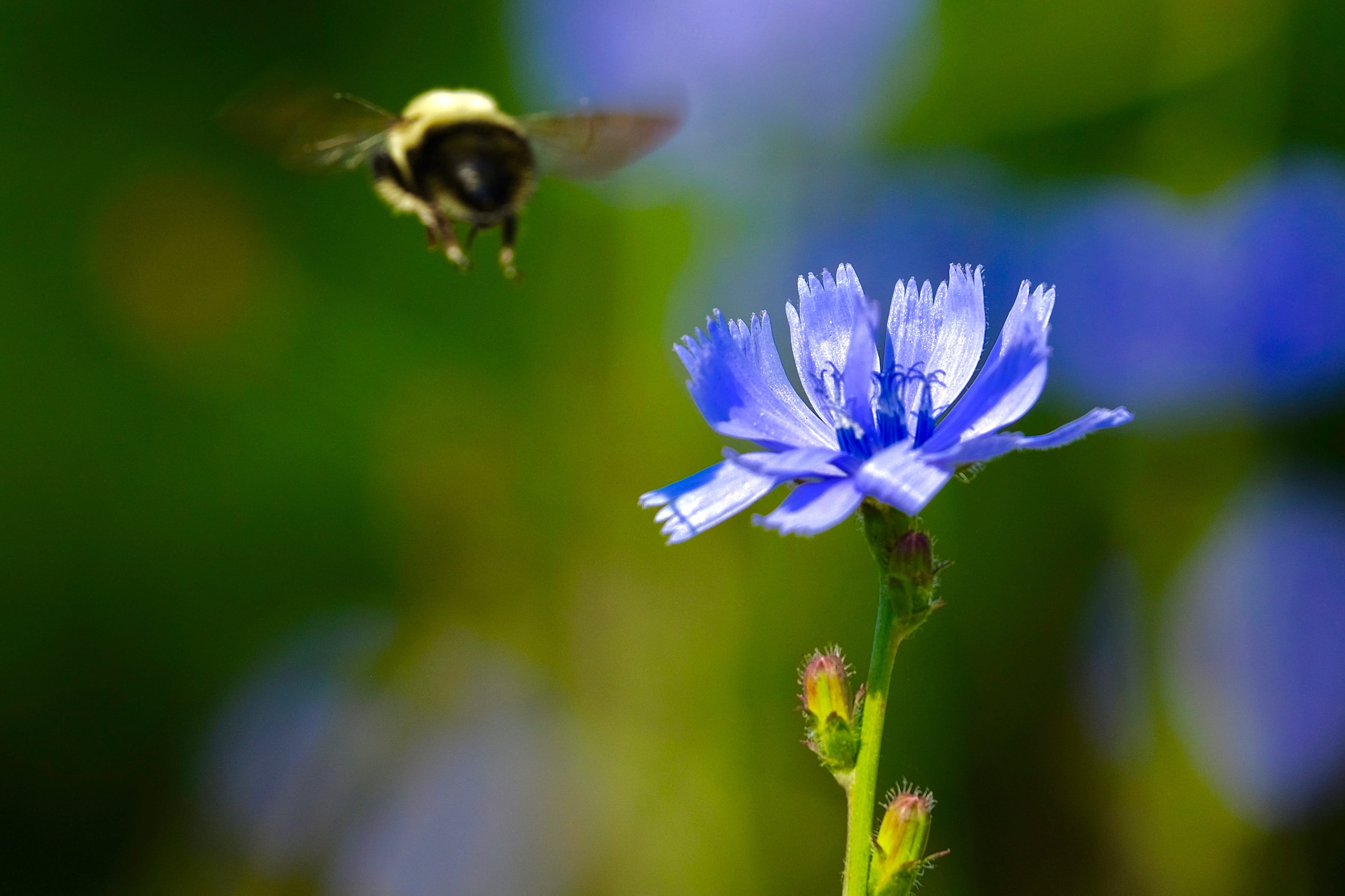 freshness, close-up, fragility, no people, beauty in nature, pollen, flowering plant, plant, animal, inflorescence, Bees, bee, animal wildlife, growth, HD Wallpaper